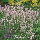 Lavender, Pink (Lavandula angustifolia rosea) - 20 Seeds seed packet from Seed Therapy – American - grown, heirloom seeds