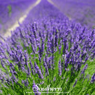 Lavender, Vera (Lavandula angustifolia) - 100 Seeds seed packet from Seed Therapy – American - grown, heirloom seeds