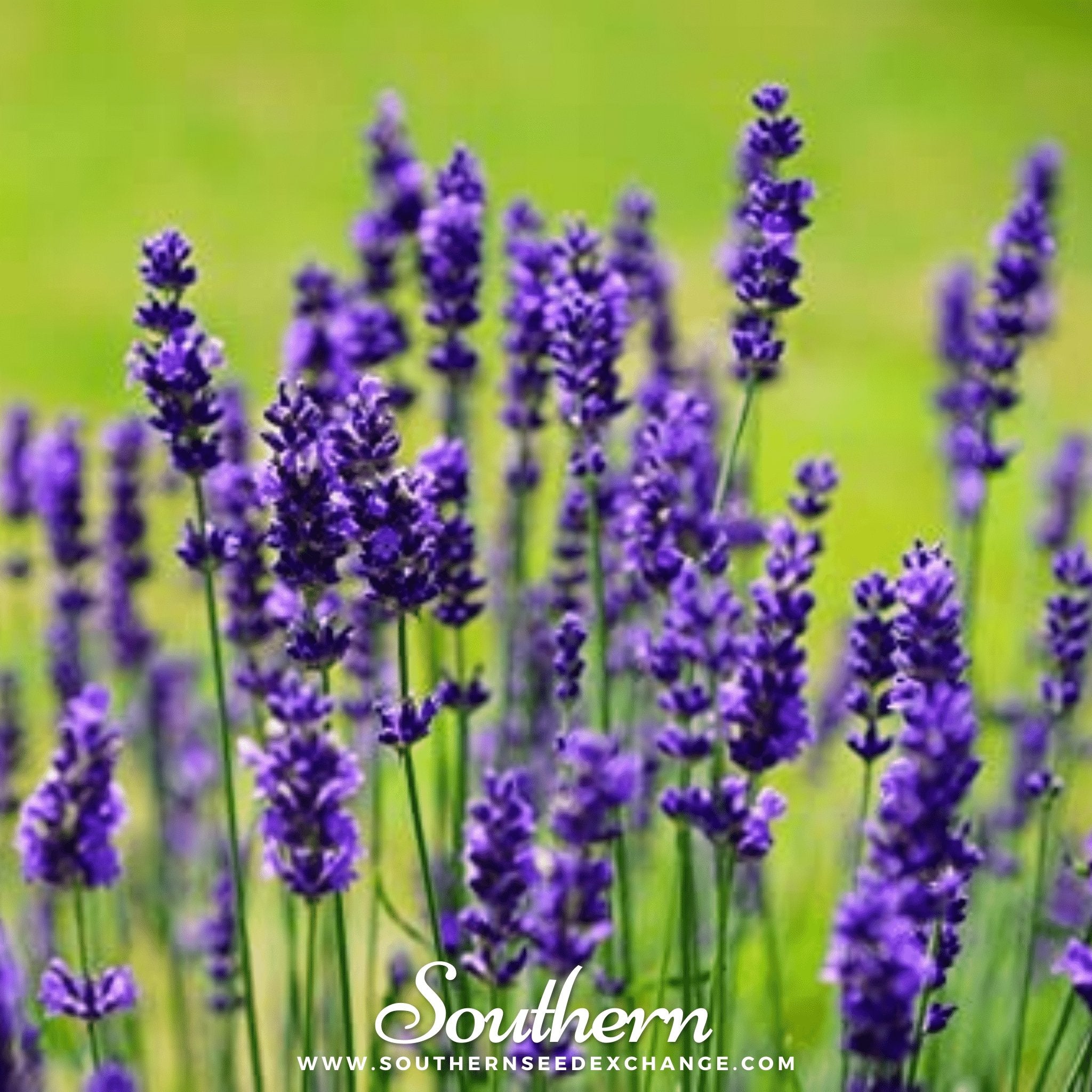 Lavender, Vera (Lavandula angustifolia) - 100 Seeds seed packet from Seed Therapy – American - grown, heirloom seeds