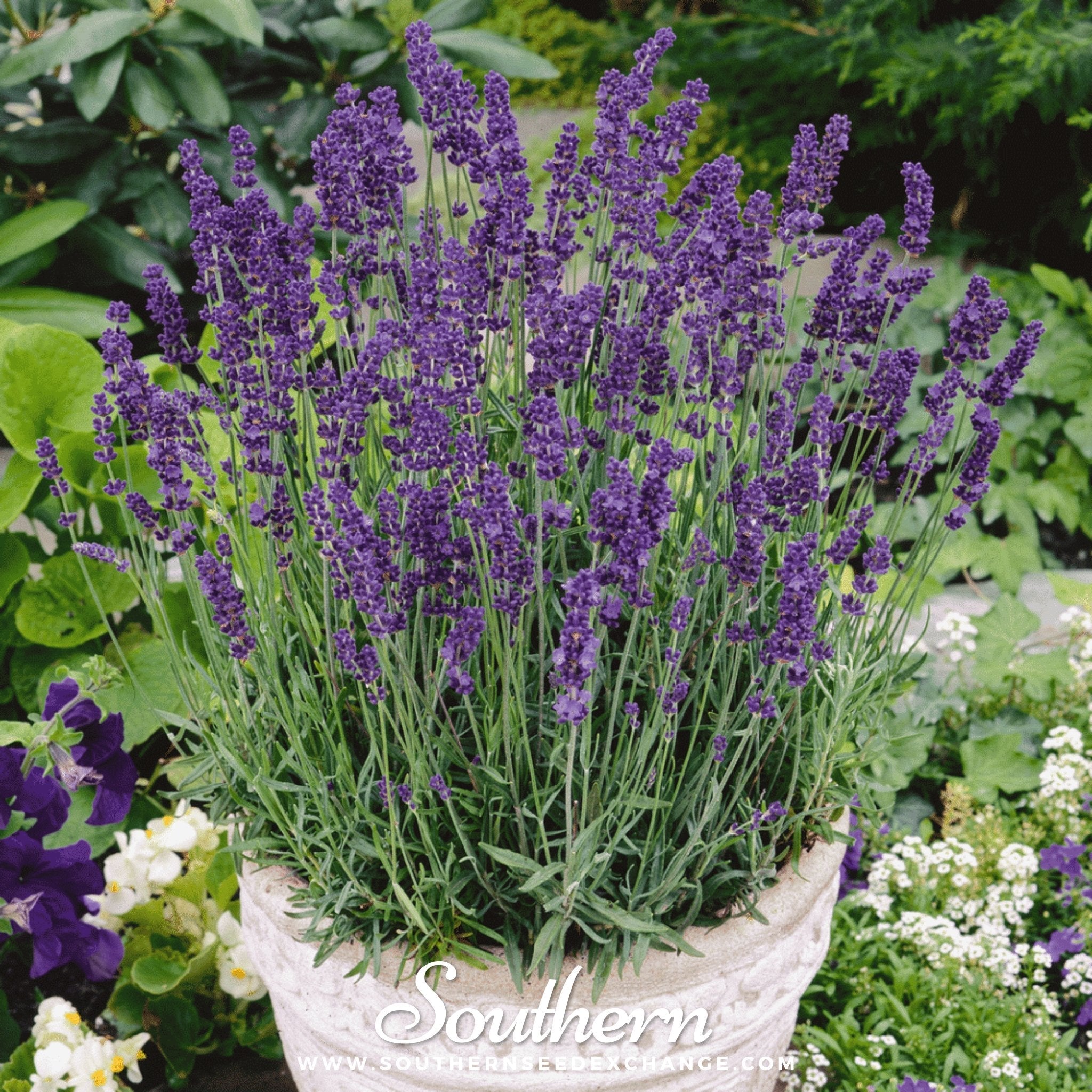 Lavender, Vera (Lavandula angustifolia) - 100 Seeds seed packet from Seed Therapy – American - grown, heirloom seeds