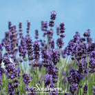 Lavender, Vera (Lavandula angustifolia) - 100 Seeds seed packet from Seed Therapy – American - grown, heirloom seeds