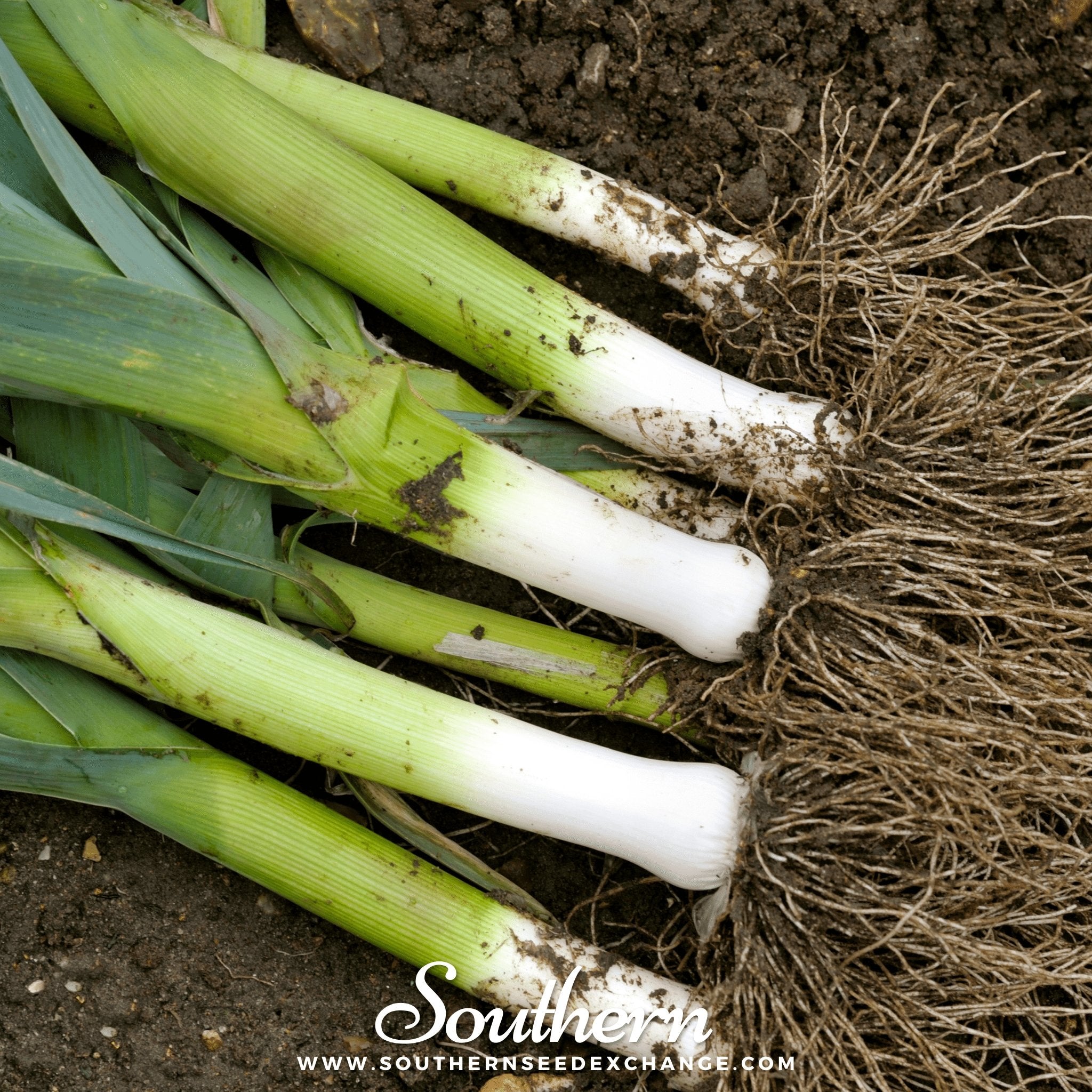 Leek, American Flag (Allium porrum) - 200 Seeds seed packet from Seed Therapy – American - grown, heirloom seeds