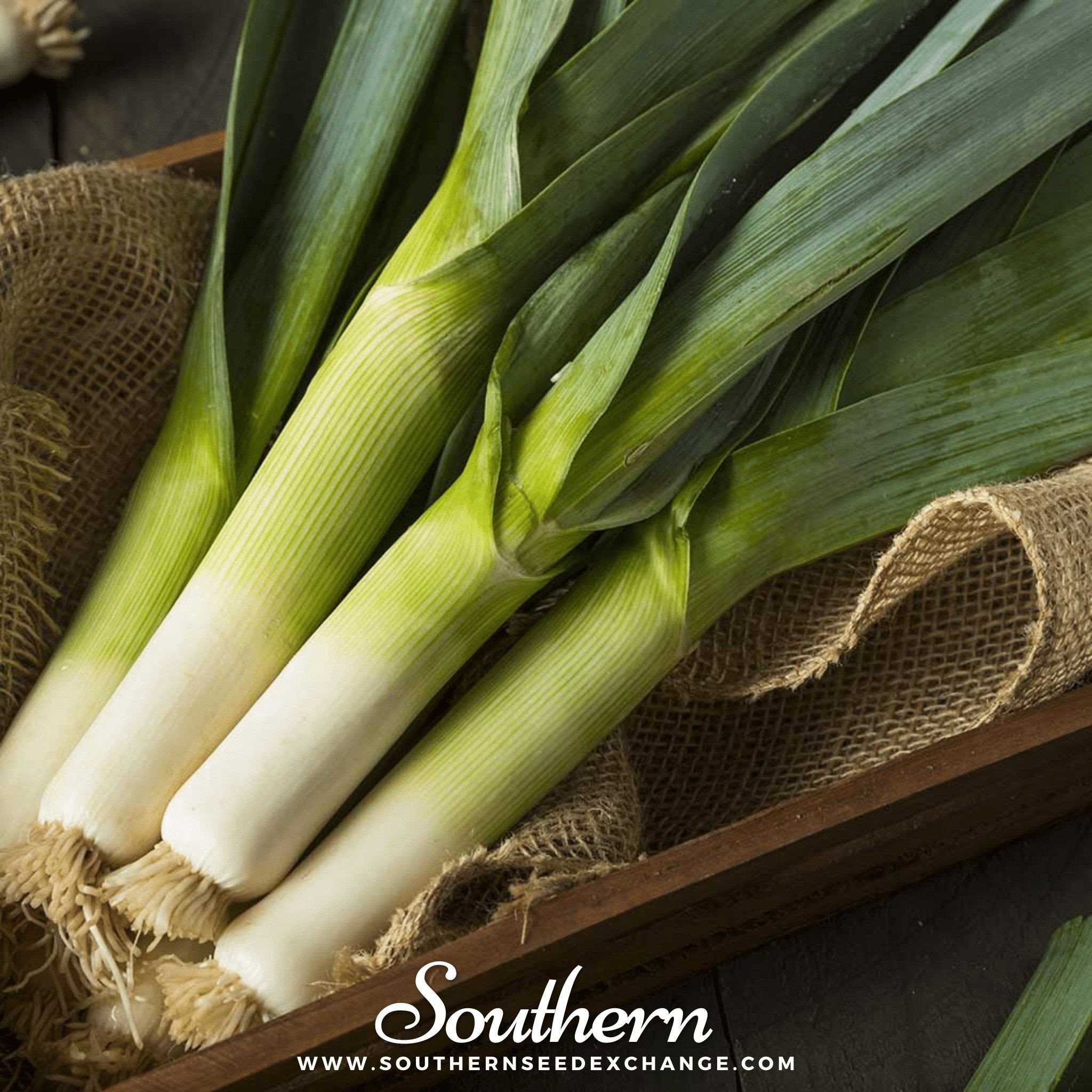 Leek, Giant Musselburgh (Allium porrum) - 200 Seeds seed packet from Seed Therapy – American - grown, heirloom seeds