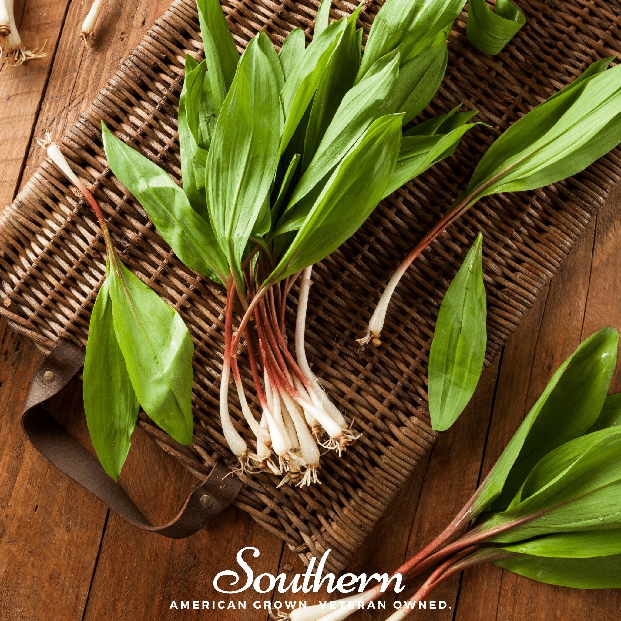 Leek, Wild - Wild Ramps (Allium tricoccum) - 10 Seeds seed packet from Seed Therapy – American - grown, heirloom seeds