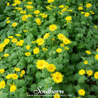 Leopard’s Bane (Doronicum Orientale) - 50 Seeds seed packet from Seed Therapy – American - grown, heirloom seeds