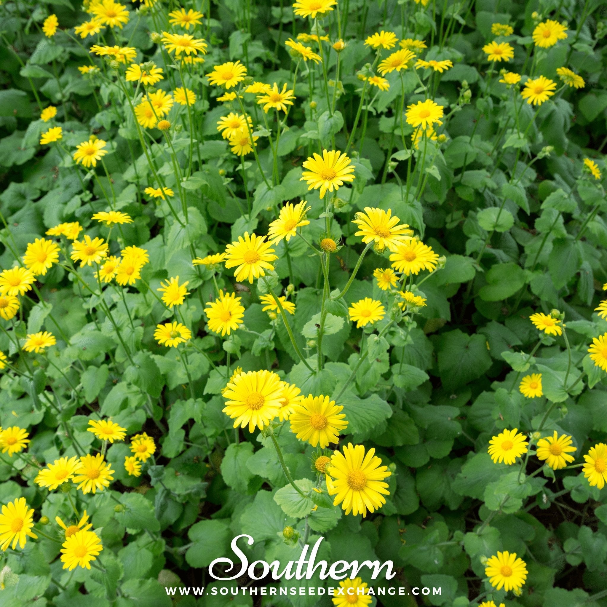 Leopard’s Bane (Doronicum Orientale) - 50 Seeds seed packet from Seed Therapy – American - grown, heirloom seeds