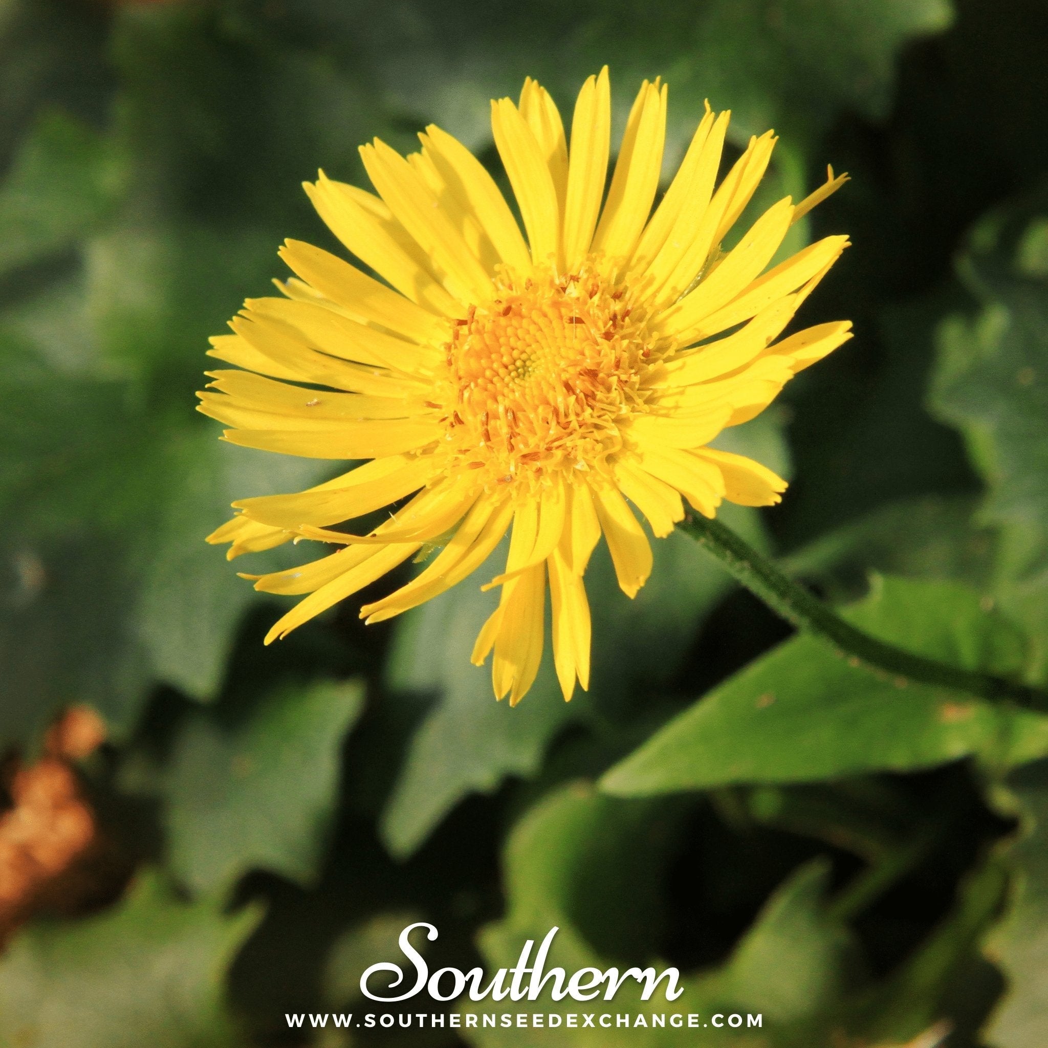 Leopard’s Bane (Doronicum Orientale) - 50 Seeds seed packet from Seed Therapy – American - grown, heirloom seeds