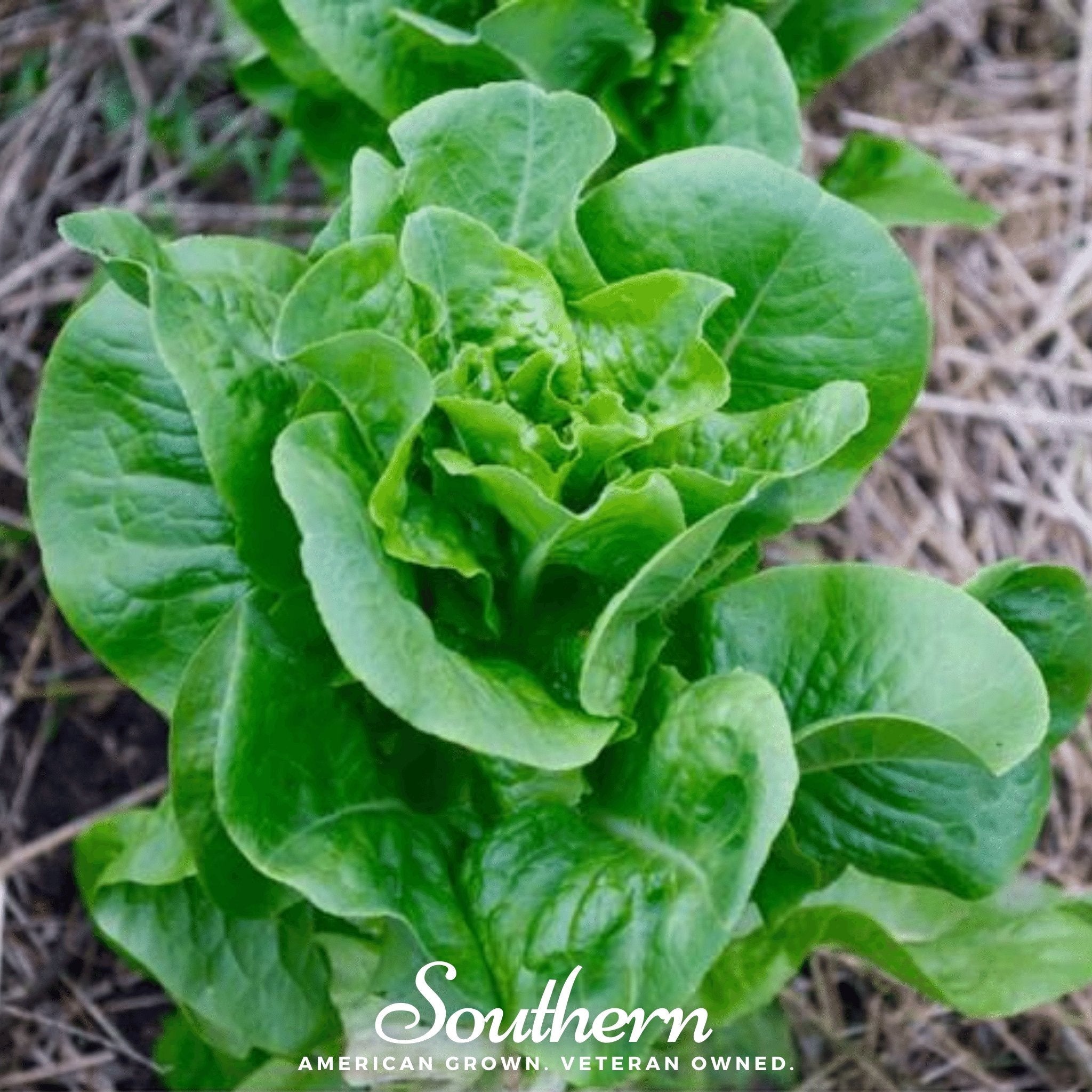 Lettuce, Bibb, Summer (Lactuca sativa) - 500 Seeds seed packet from Seed Therapy – American - grown, heirloom seeds