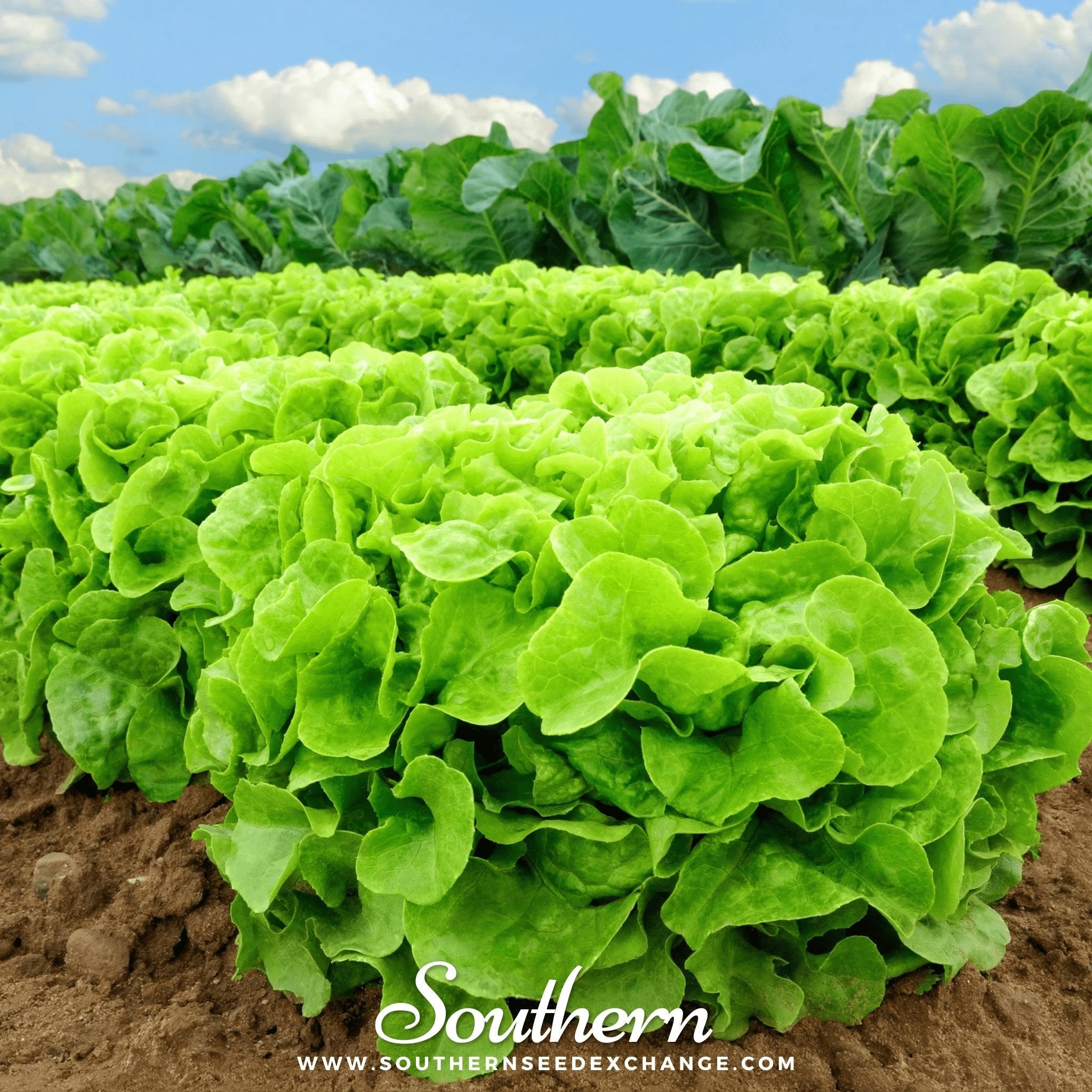 Lettuce, Buttercrunch (Lactuca sativa) - 500 Seeds seed packet from Seed Therapy – American - grown, heirloom seeds