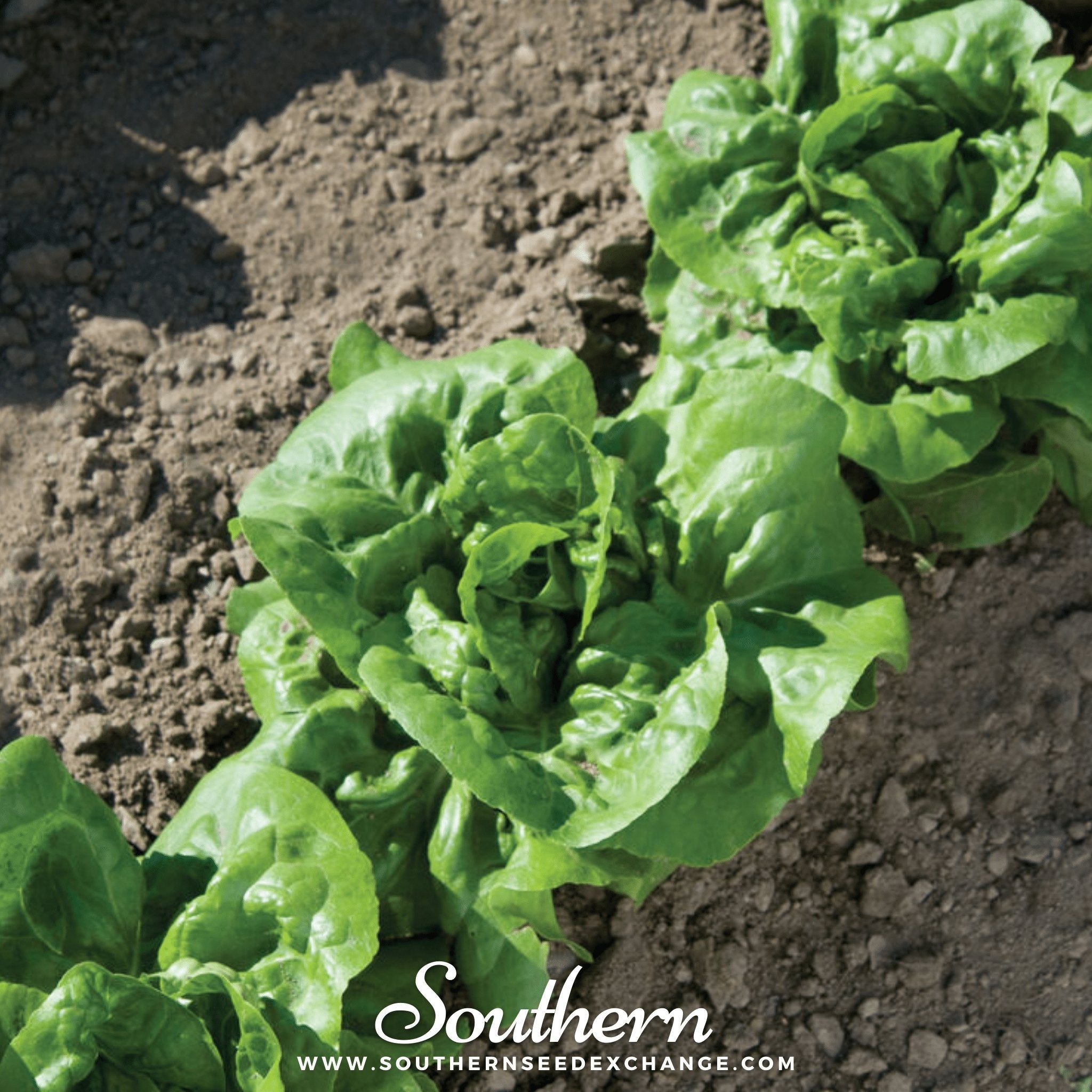 Lettuce, Buttercrunch (Lactuca sativa) - 500 Seeds seed packet from Seed Therapy – American - grown, heirloom seeds