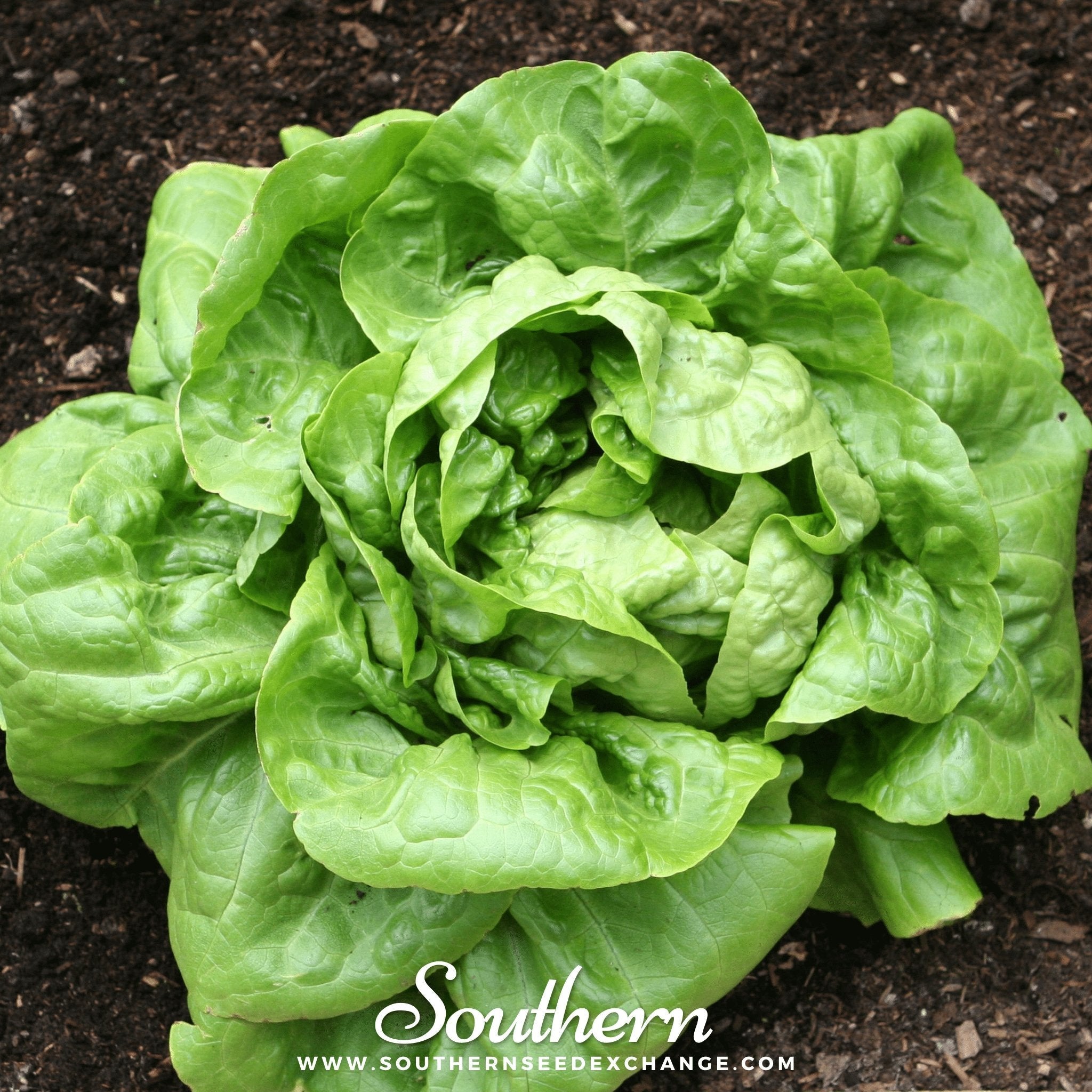 Lettuce, Buttercrunch (Lactuca sativa) - 500 Seeds seed packet from Seed Therapy – American - grown, heirloom seeds