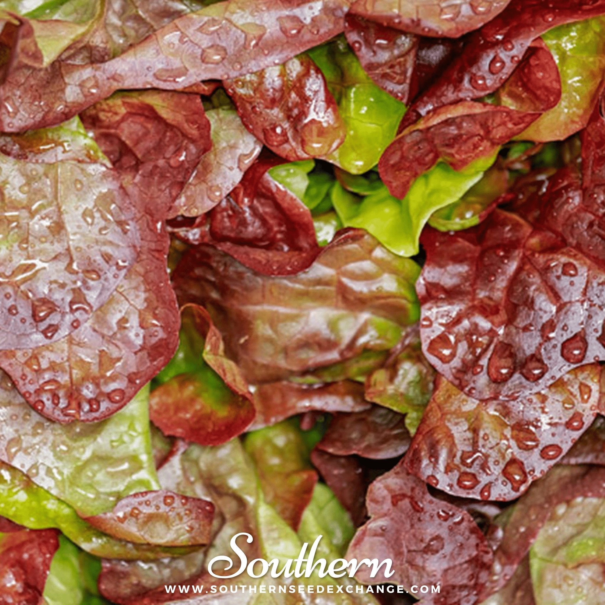 Lettuce, Cimmaron Romaine (Lactuca sativa) - 200 Seeds seed packet from Seed Therapy – American - grown, heirloom seeds