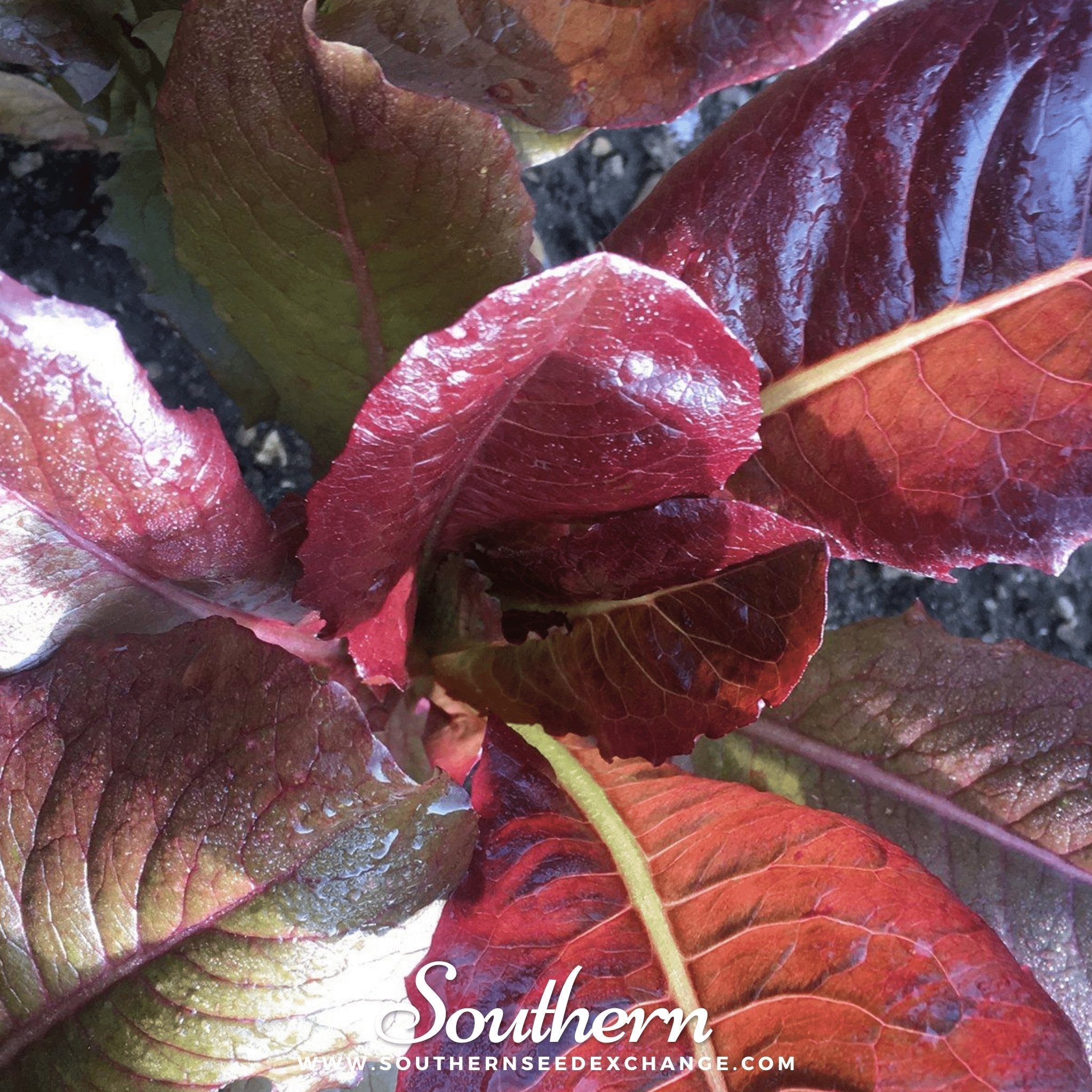 Lettuce, Cimmaron Romaine (Lactuca sativa) - 200 Seeds seed packet from Seed Therapy – American - grown, heirloom seeds