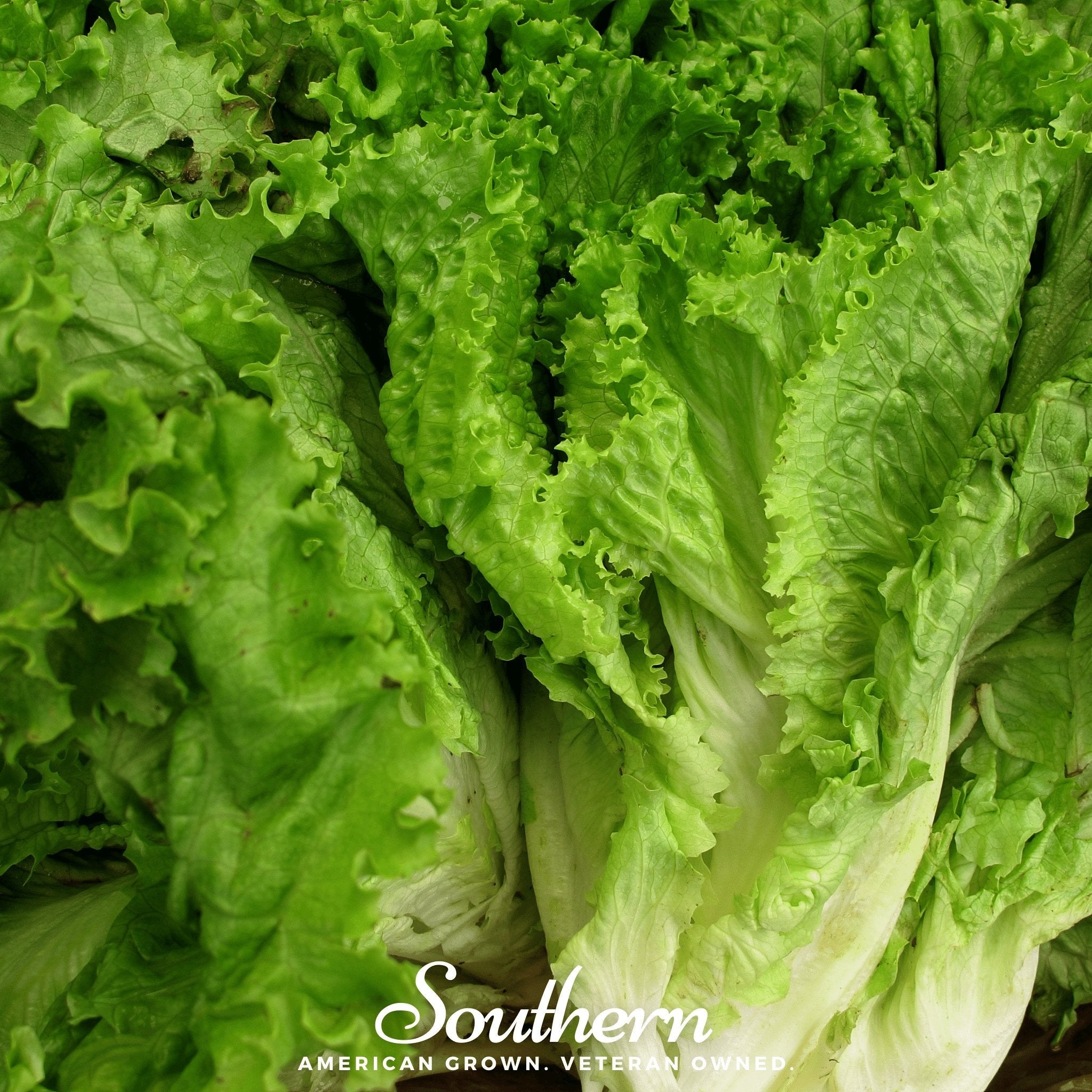 Lettuce, Green Ice (Lactuca sativa) - 500 Seeds seed packet from Seed Therapy – American - grown, heirloom seeds