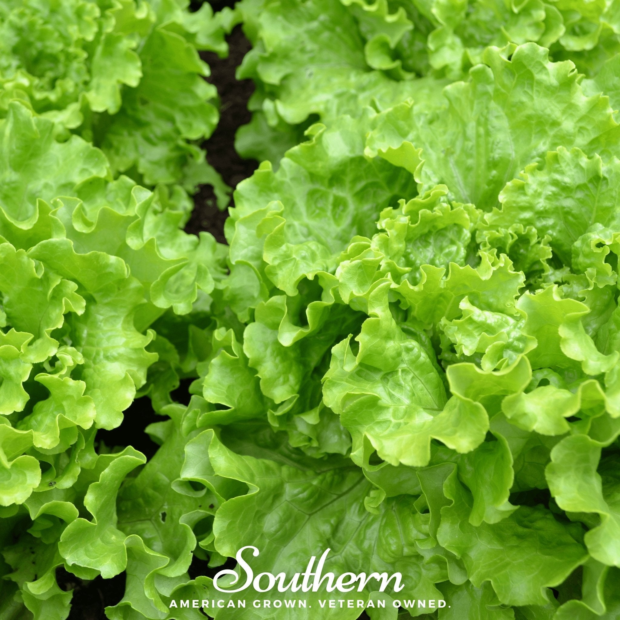 Lettuce, Green Ice (Lactuca sativa) - 500 Seeds seed packet from Seed Therapy – American - grown, heirloom seeds