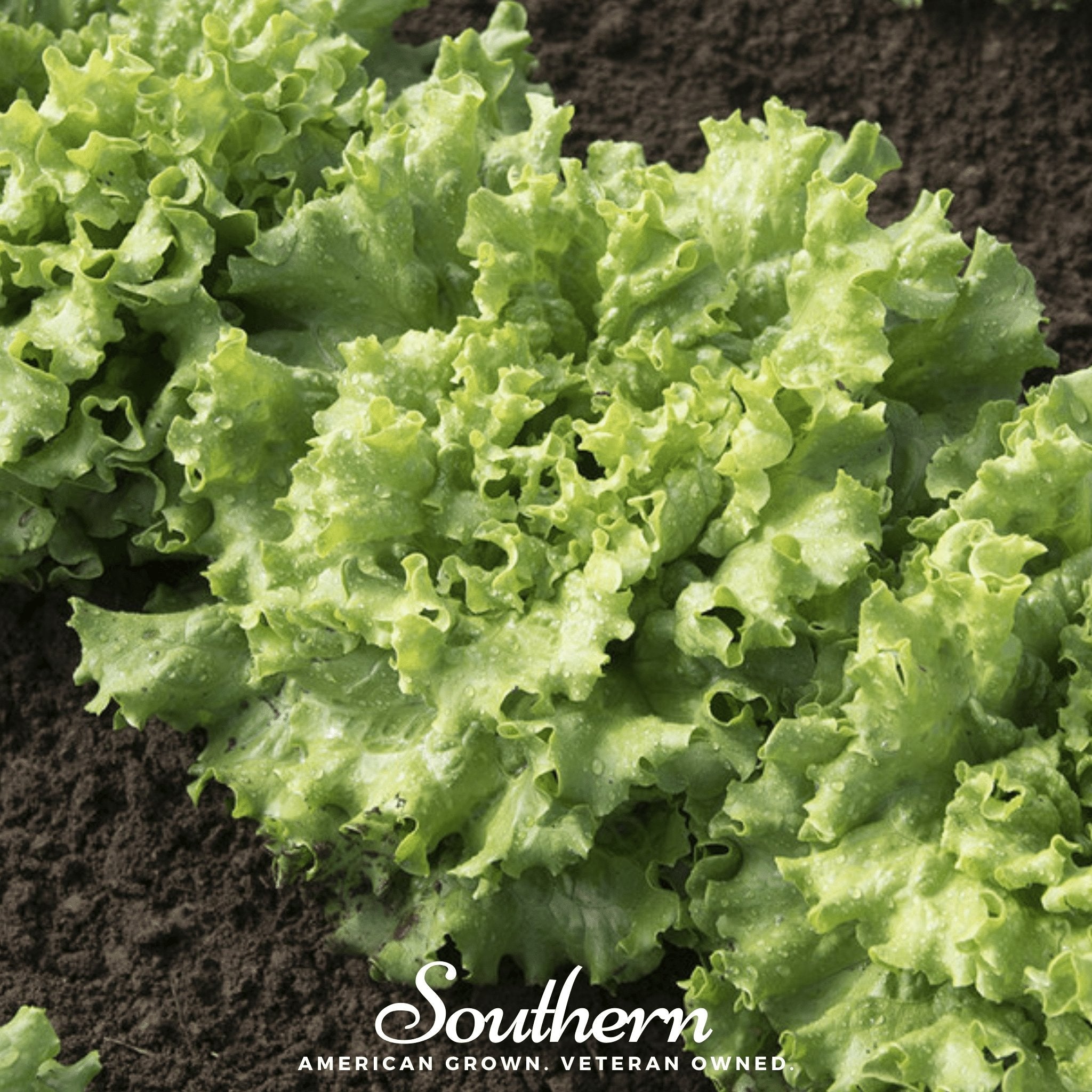 Lettuce, Green Ice (Lactuca sativa) - 500 Seeds seed packet from Seed Therapy – American - grown, heirloom seeds