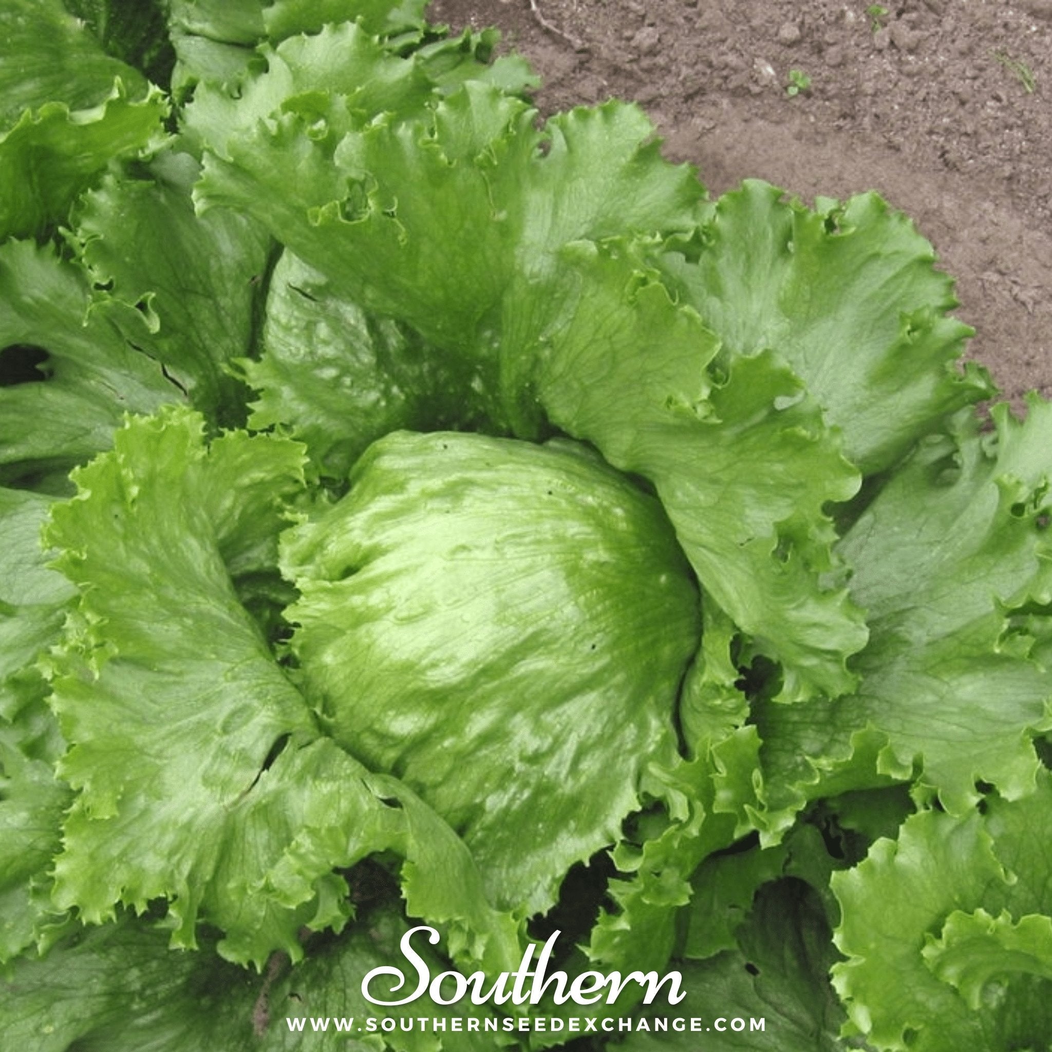 Lettuce, Iceberg (Lactuca sativa) - 500 Seeds seed packet from Seed Therapy – American - grown, heirloom seeds