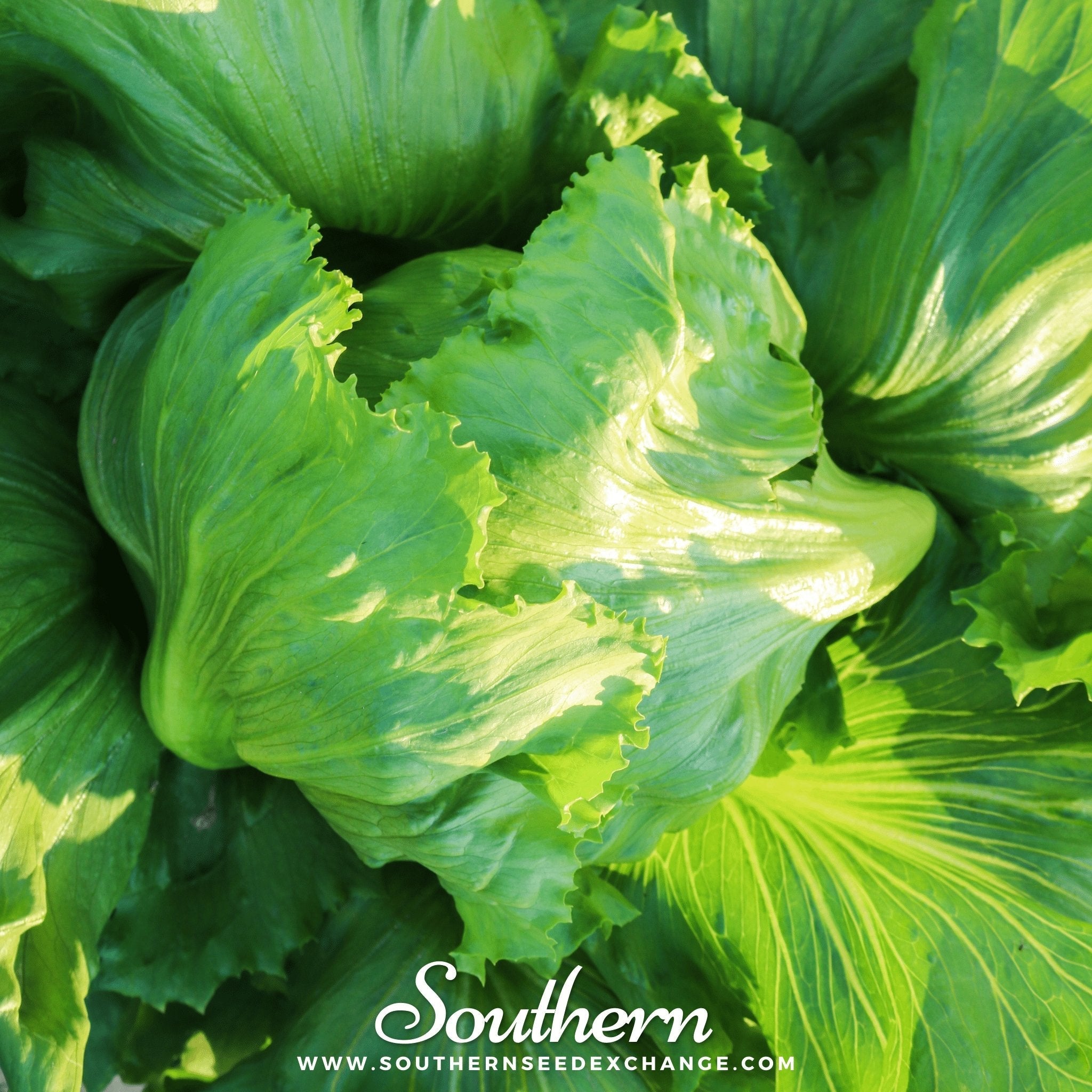 Lettuce, Iceberg (Lactuca sativa) - 500 Seeds seed packet from Seed Therapy – American - grown, heirloom seeds