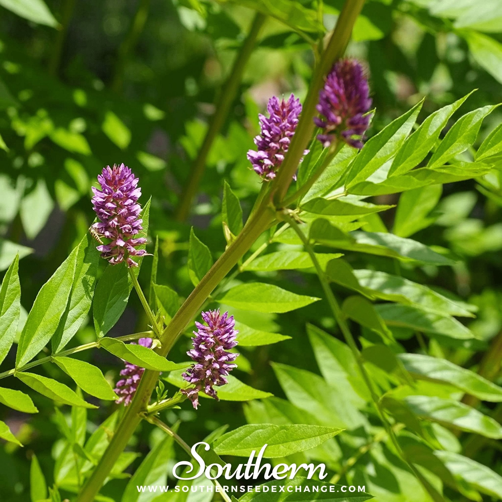 Licorice (Glycyrrhiza glabra) - 20 Seeds seed packet from Seed Therapy – American - grown, heirloom seeds