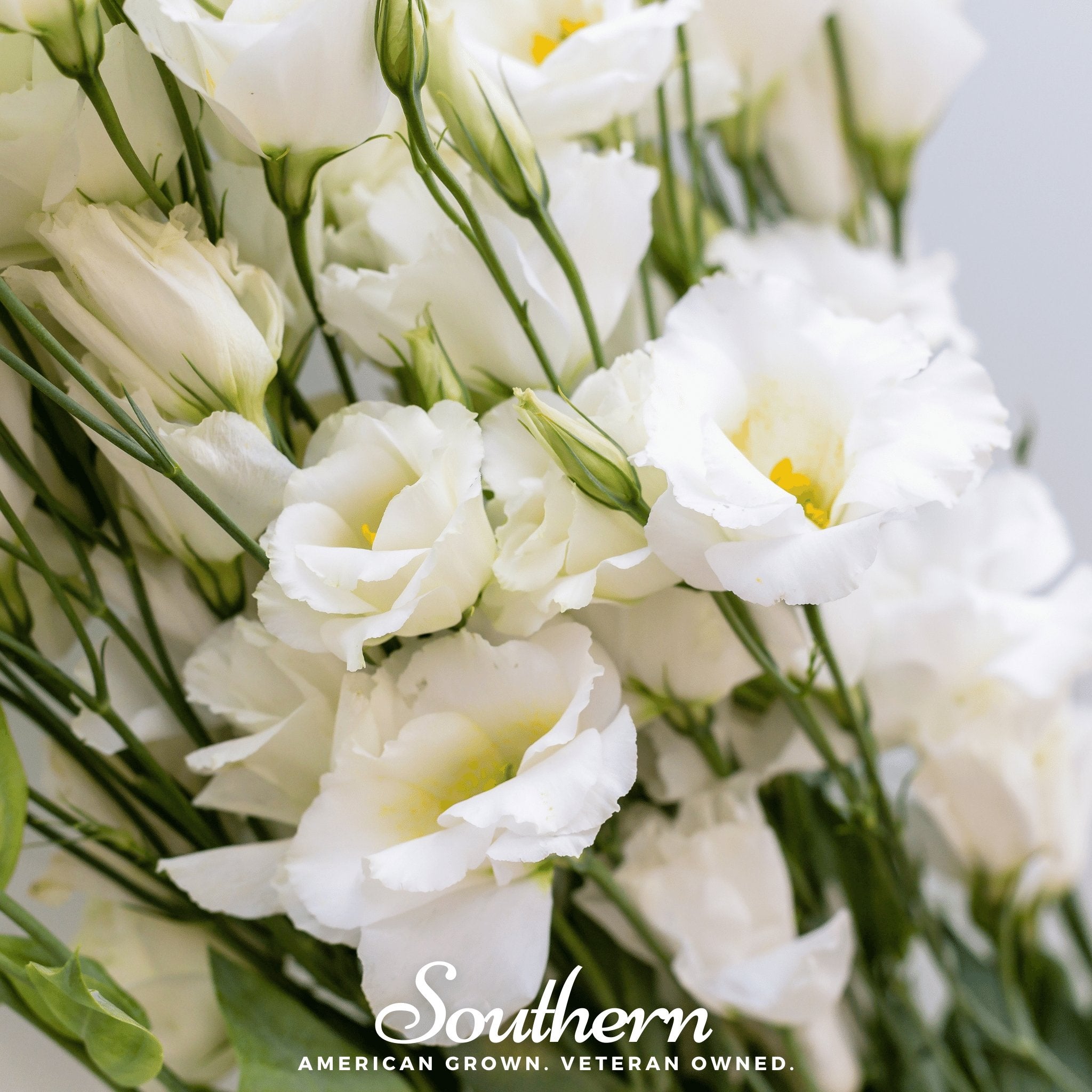 Lisianthus, Sapphire White (Eustoma grandiflorum) - 25 seeds seed packet from Seed Therapy – American - grown, heirloom seeds