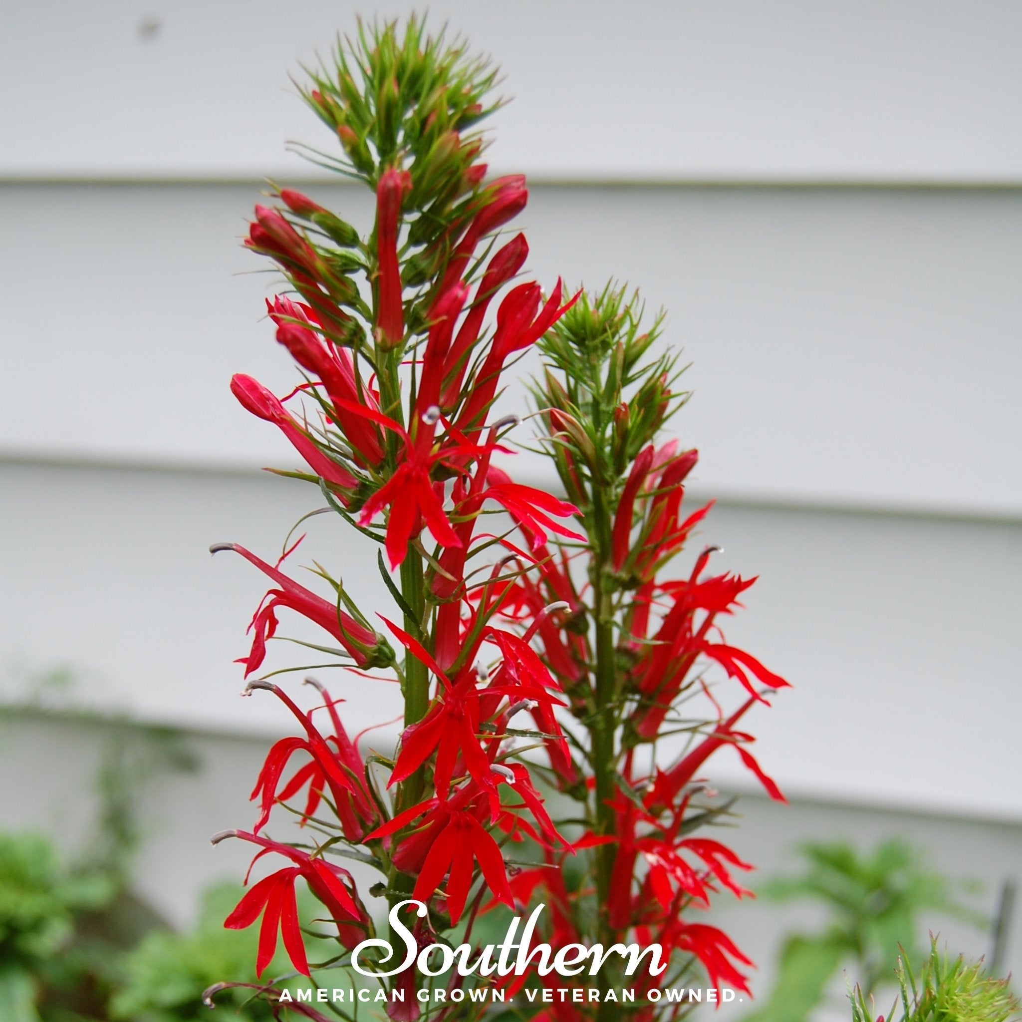 Lobelia, Cardinal Flower (Lobelia cardinalis) - 250 Seeds seed packet from Seed Therapy – American - grown, heirloom seeds