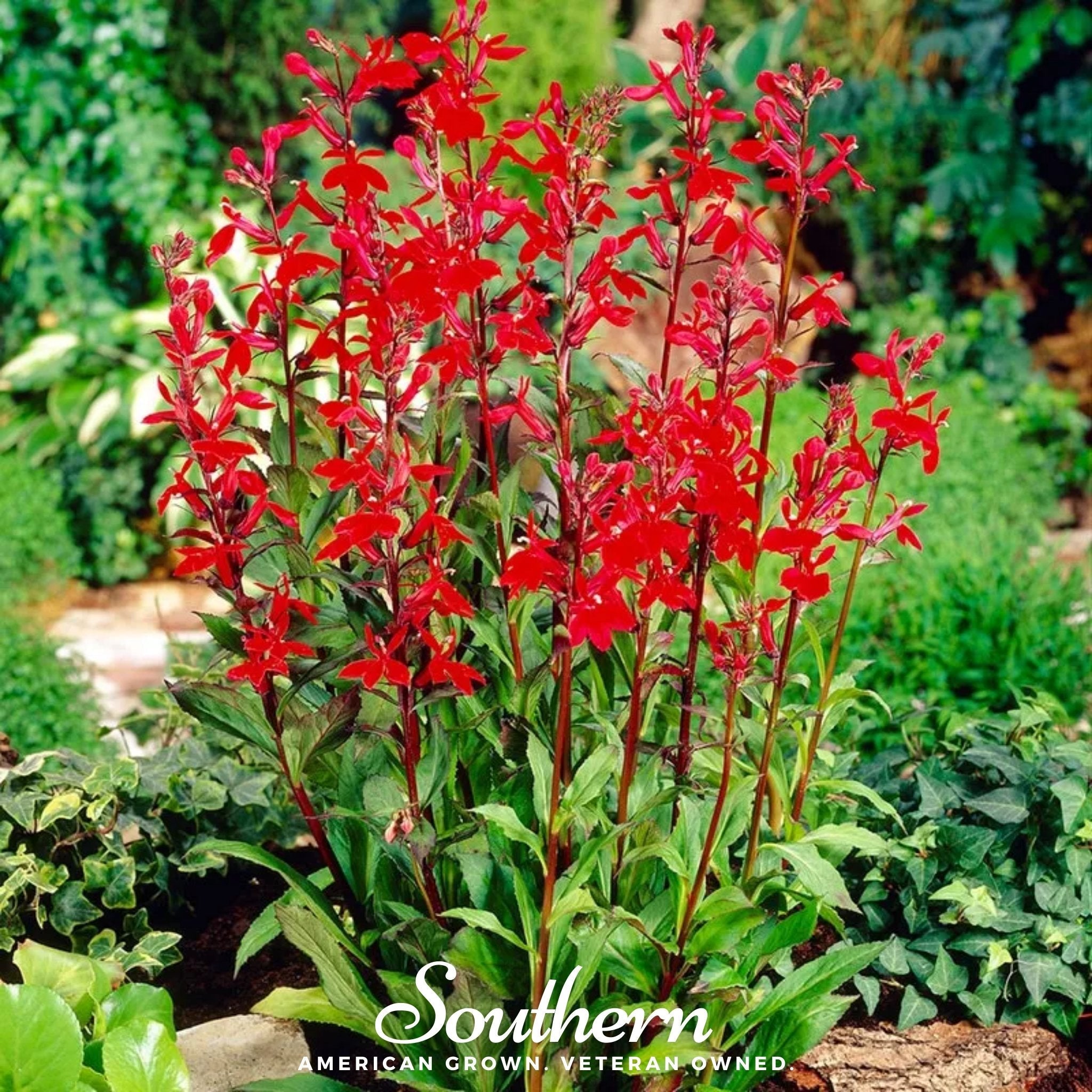 Lobelia, Cardinal Flower (Lobelia cardinalis) - 250 Seeds seed packet from Seed Therapy – American - grown, heirloom seeds