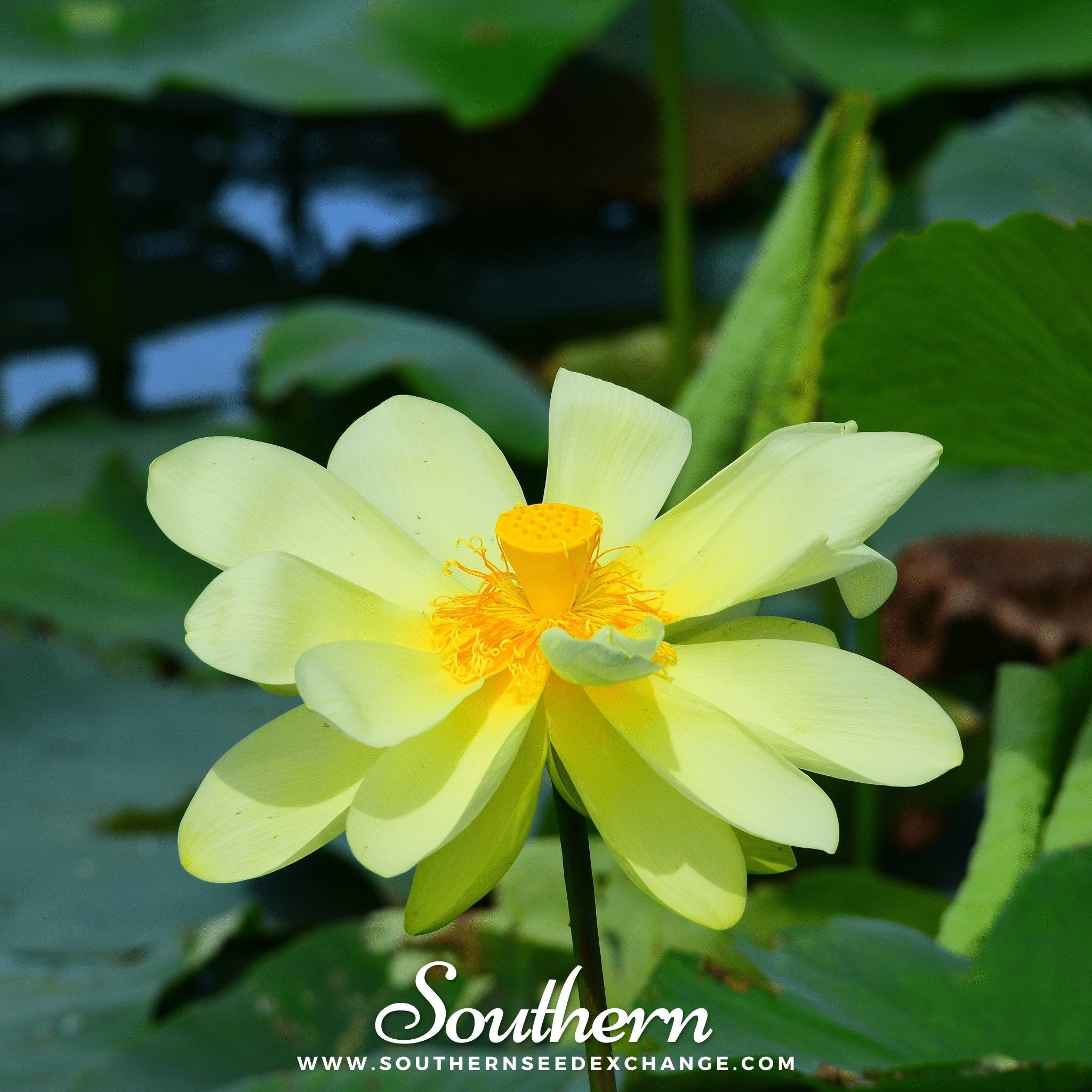 Lotus, American (Nelubo lutea) - 5 Seeds seed packet from Seed Therapy – American - grown, heirloom seeds