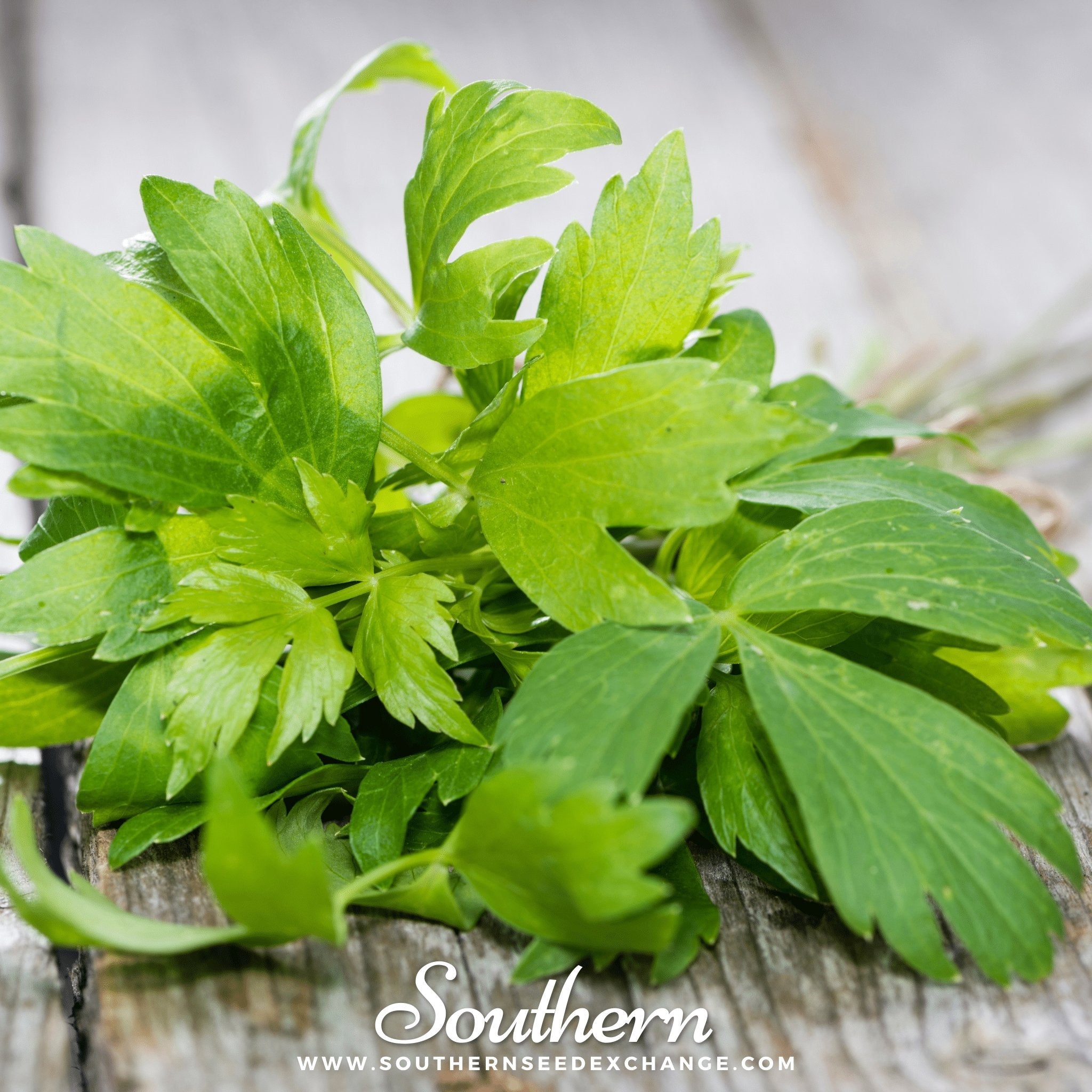 Lovage (Levisticum Officinalis) - 50 Seeds seed packet from Seed Therapy – American - grown, heirloom seeds