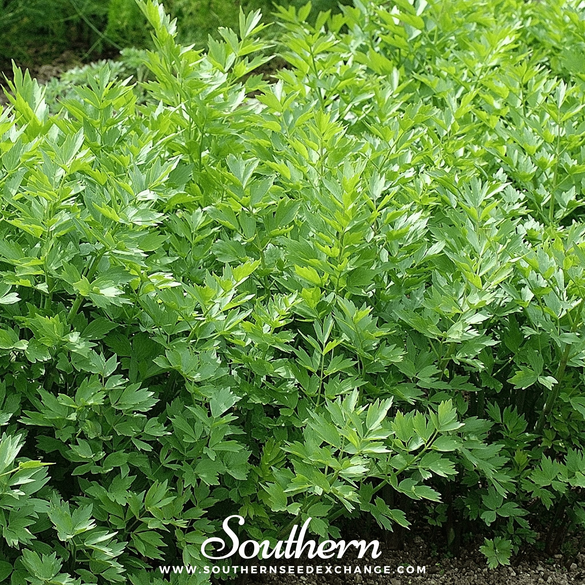 Lovage (Levisticum Officinalis) - 50 Seeds seed packet from Seed Therapy – American - grown, heirloom seeds