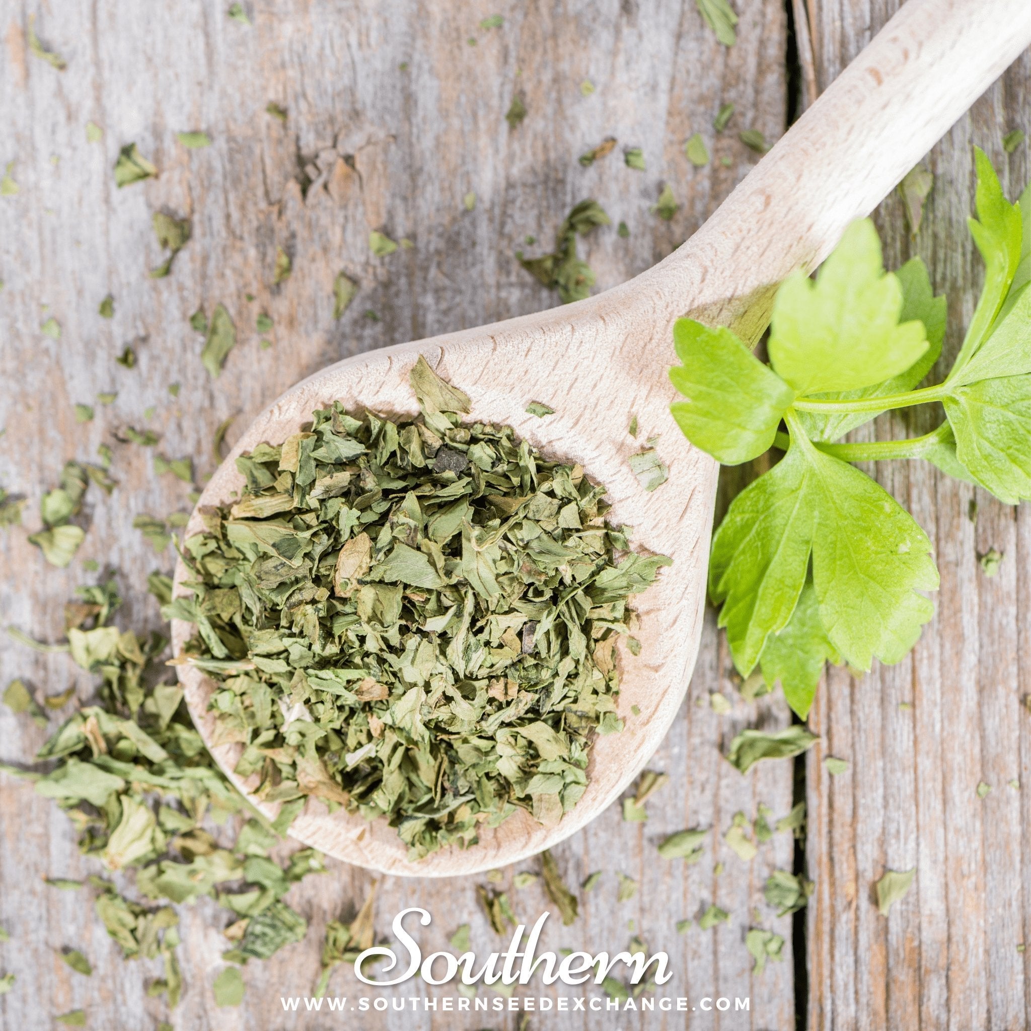 Lovage (Levisticum Officinalis) - 50 Seeds seed packet from Seed Therapy – American - grown, heirloom seeds