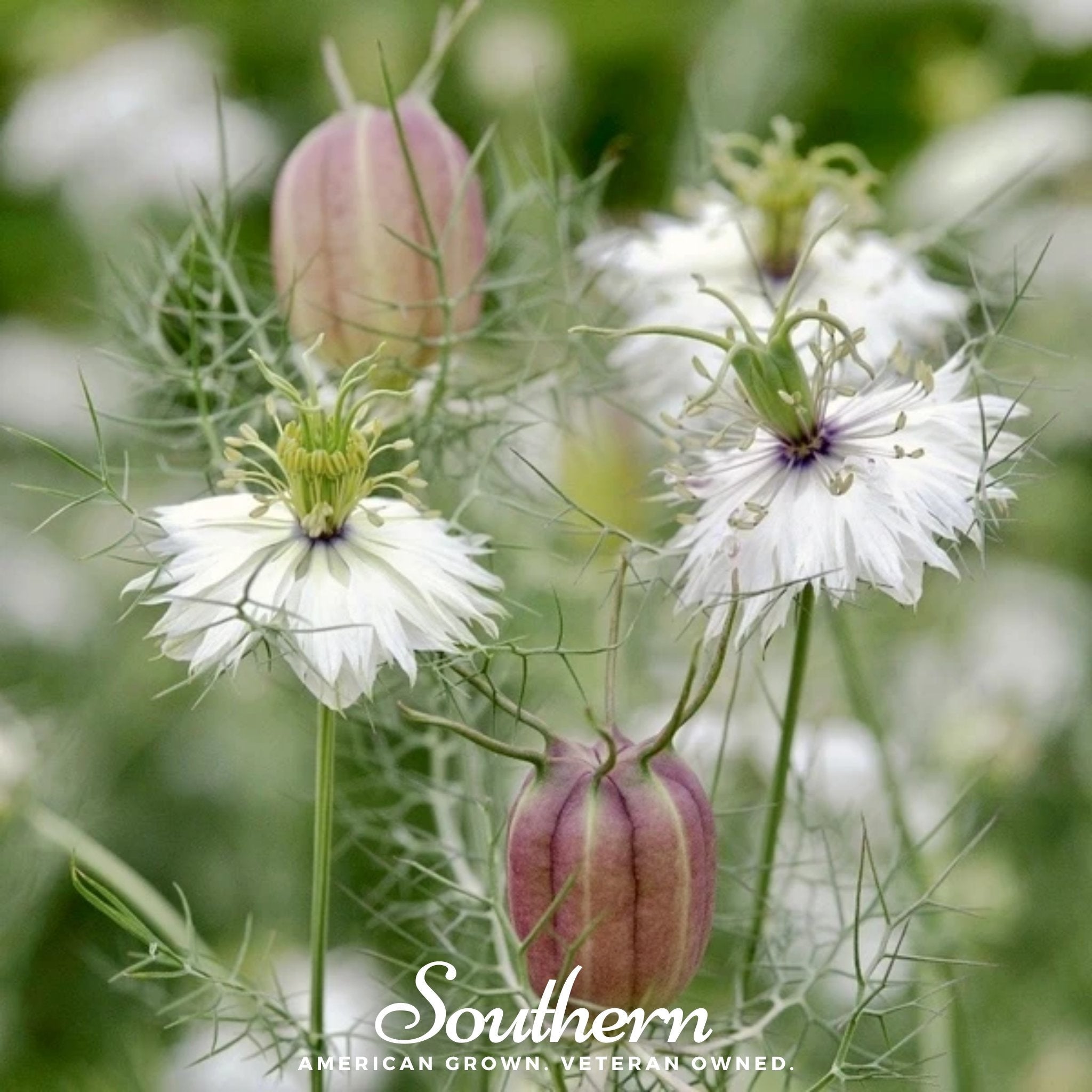 Love in a Mist, Albion Black Pods (Nigella damascena) - 100 Mixed Seeds seed packet from Seed Therapy – American - grown, heirloom seeds