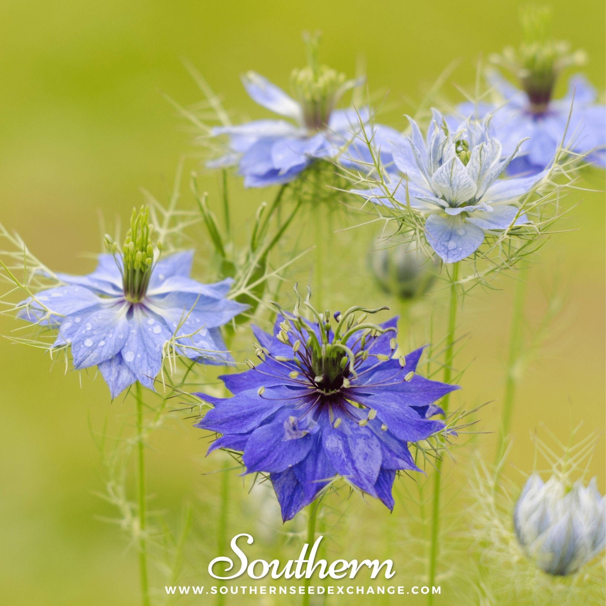 Love in a Mist, Jewels Mix (Nigella damascena) - 200 Mixed Seeds seed packet from Seed Therapy – American - grown, heirloom seeds