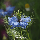 Love in a Mist, Jewels Mix (Nigella damascena) - 200 Mixed Seeds seed packet from Seed Therapy – American - grown, heirloom seeds