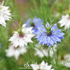 Love in a Mist, Jewels Mix (Nigella damascena) - 200 Mixed Seeds seed packet from Seed Therapy – American - grown, heirloom seeds