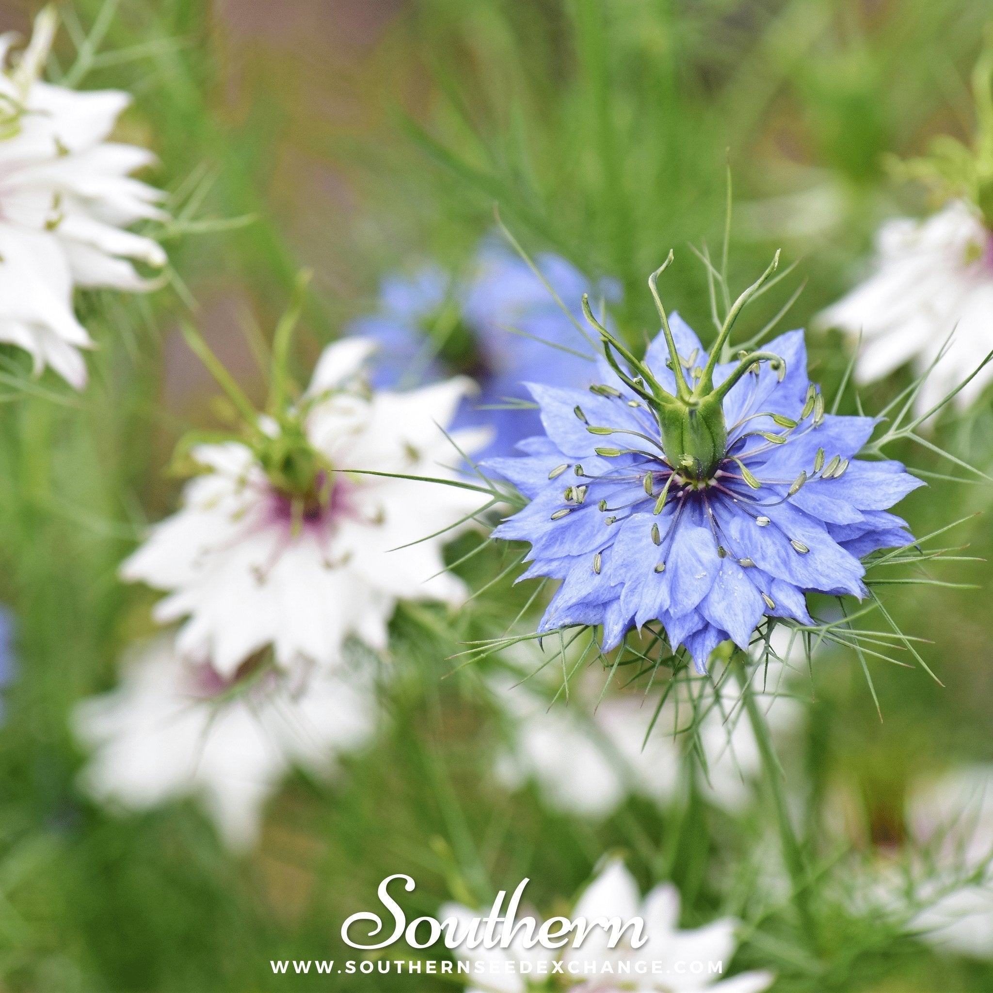 Love in a Mist, Jewels Mix (Nigella damascena) - 200 Mixed Seeds seed packet from Seed Therapy – American - grown, heirloom seeds