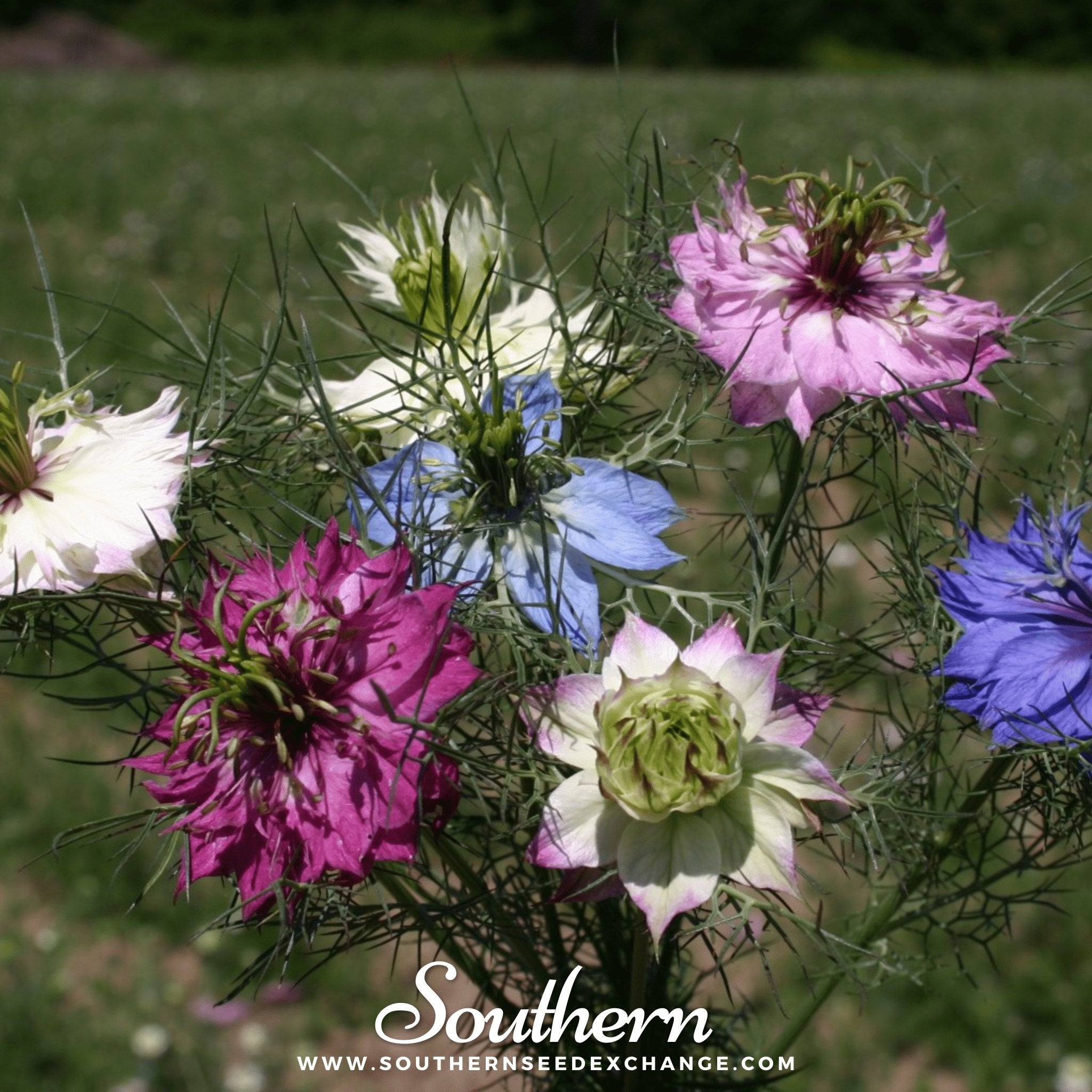 Love in a Mist, Jewels Mix (Nigella damascena) - 200 Mixed Seeds seed packet from Seed Therapy – American - grown, heirloom seeds