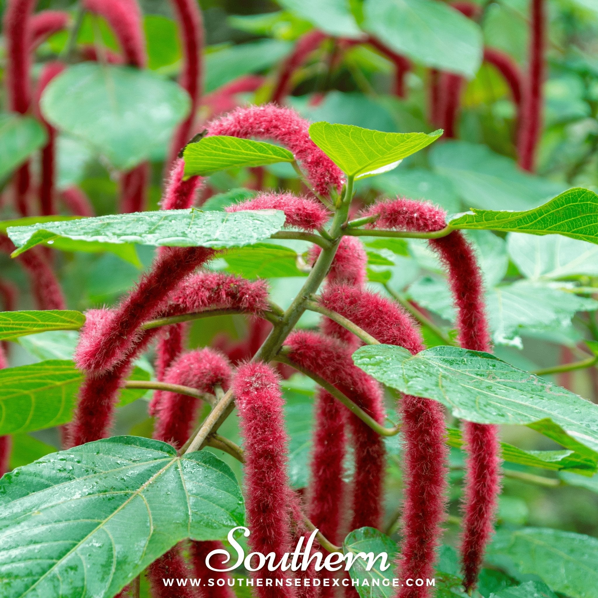 Love Lies Bleeding (Amaranthus caudatus) - 250 Seeds seed packet from Seed Therapy – American - grown, heirloom seeds