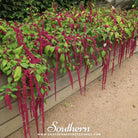 Love Lies Bleeding (Amaranthus caudatus) - 250 Seeds seed packet from Seed Therapy – American - grown, heirloom seeds
