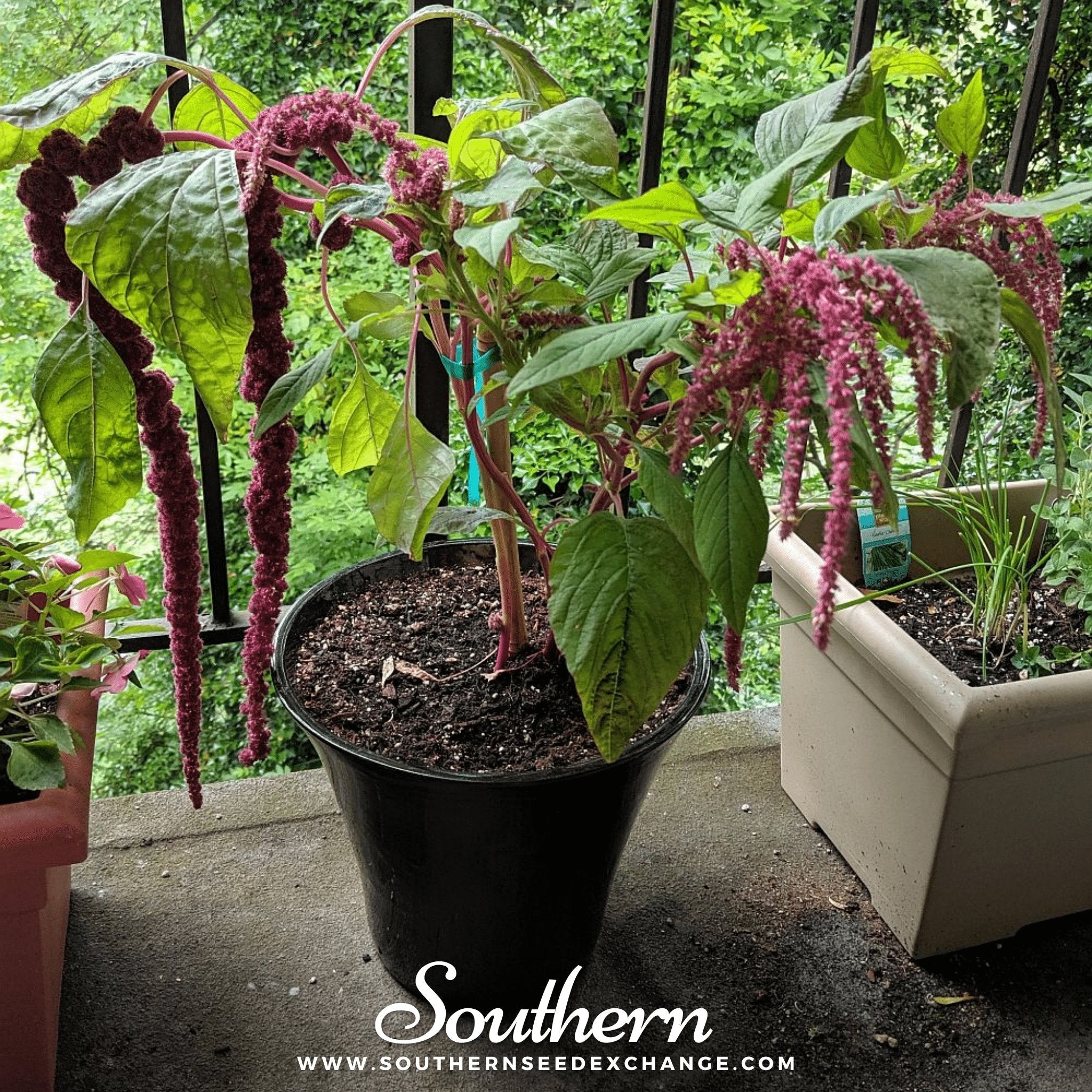 Love Lies Bleeding (Amaranthus caudatus) - 250 Seeds seed packet from Seed Therapy – American - grown, heirloom seeds