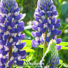 Lupine, Perennial (Lupinus perennis) - 50 Seeds seed packet from Seed Therapy – American - grown, heirloom seeds
