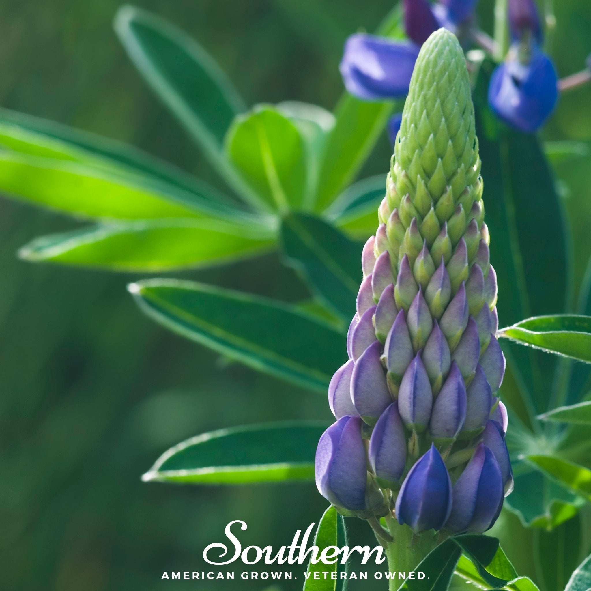 Lupine, Perennial (Lupinus perennis) - 50 Seeds seed packet from Seed Therapy – American - grown, heirloom seeds