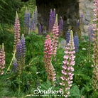 Lupine, Russell (Lupinus polyphyllus) - 50 Seeds seed packet from Seed Therapy – American - grown, heirloom seeds