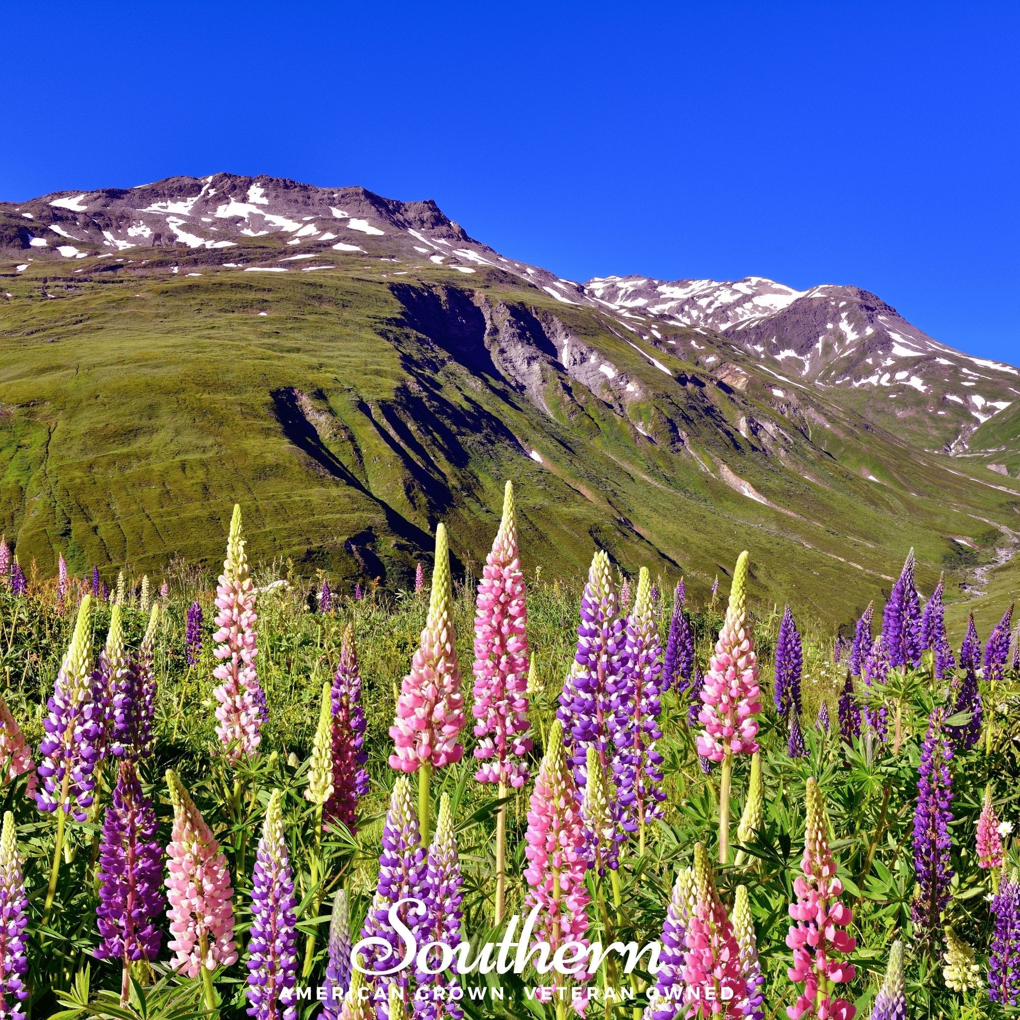 Lupine, Russell (Lupinus polyphyllus) - 50 Seeds seed packet from Seed Therapy – American - grown, heirloom seeds