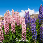 Lupine, Russell (Lupinus polyphyllus) - 50 Seeds seed packet from Seed Therapy – American - grown, heirloom seeds