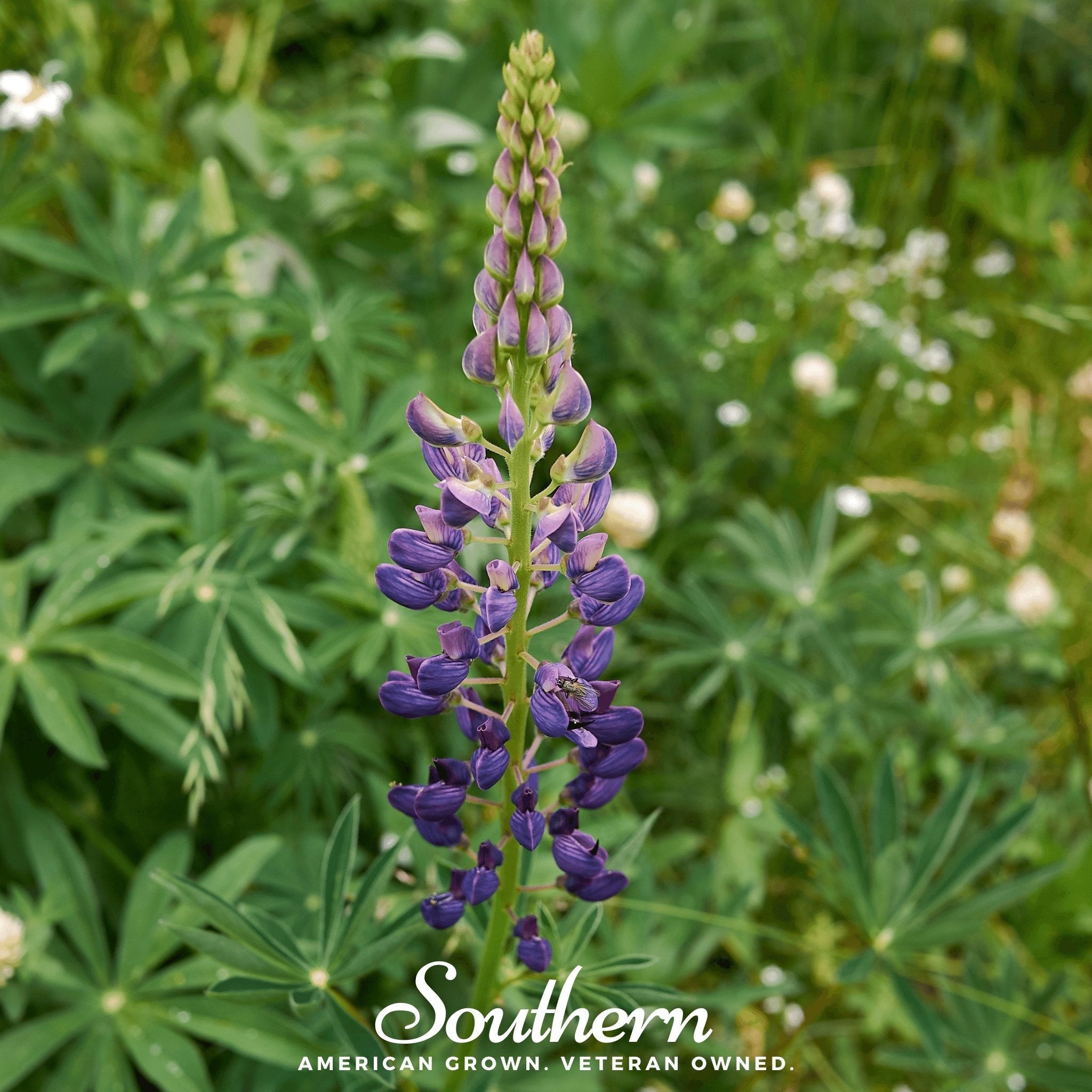 Lupine, Russell (Lupinus polyphyllus) - 50 Seeds seed packet from Seed Therapy – American - grown, heirloom seeds