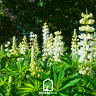 Lupine Russell, Noble Maiden (Lupinus polyphyllus) - 50 Seeds seed packet from Seed Therapy – American - grown, heirloom seeds