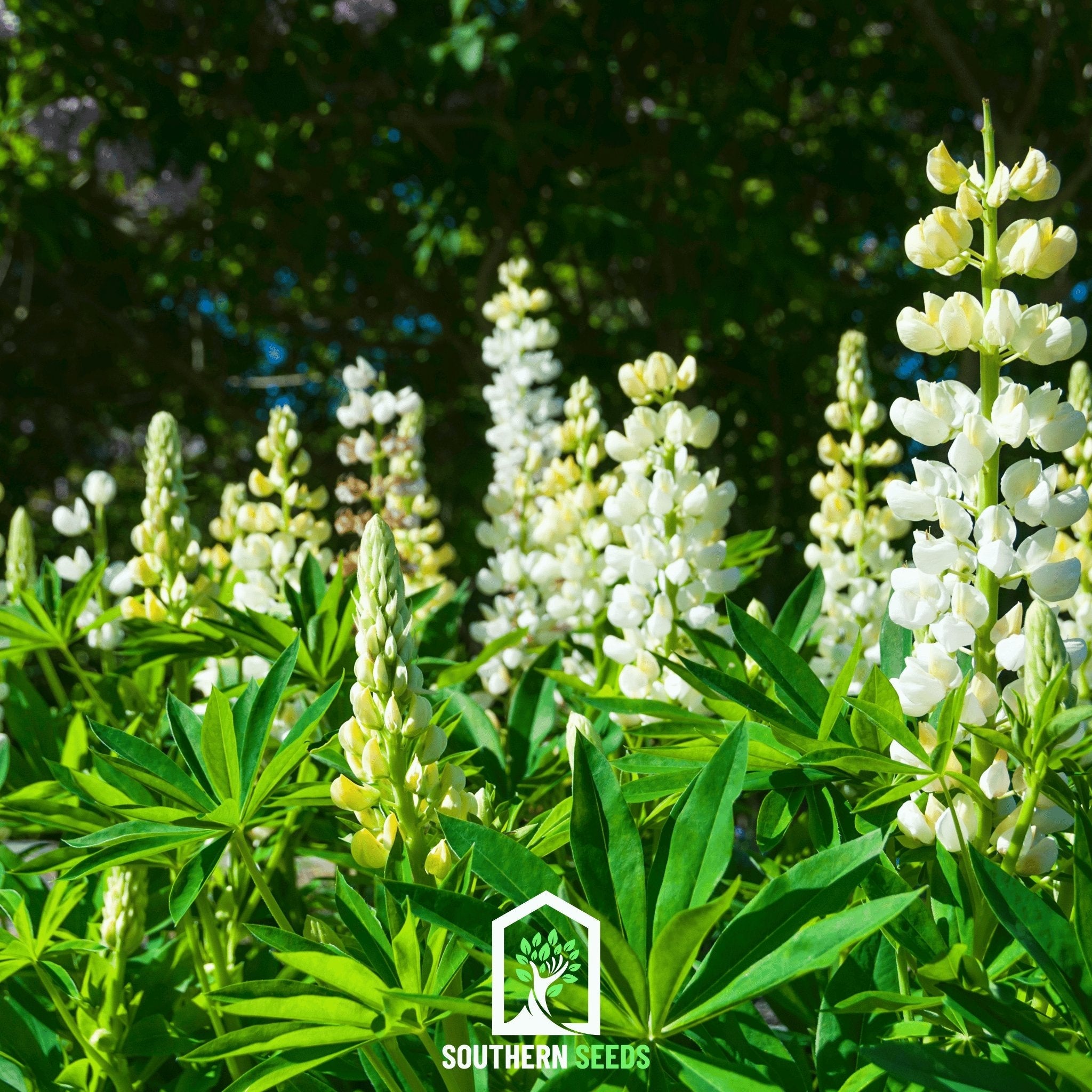 Lupine Russell, Noble Maiden (Lupinus polyphyllus) - 50 Seeds seed packet from Seed Therapy – American - grown, heirloom seeds
