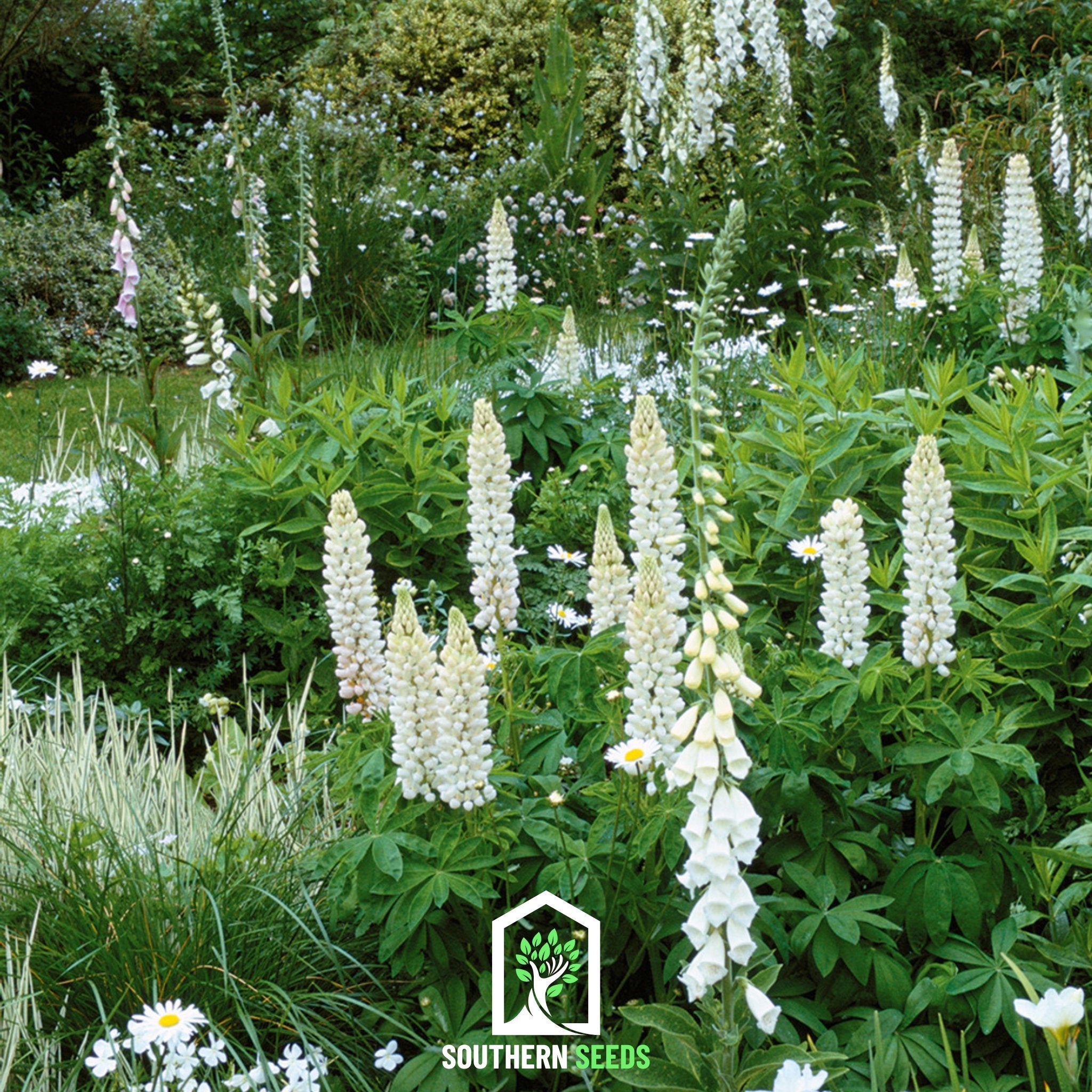 Lupine Russell, Noble Maiden (Lupinus polyphyllus) - 50 Seeds seed packet from Seed Therapy – American - grown, heirloom seeds