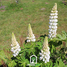 Lupine Russell, Noble Maiden (Lupinus polyphyllus) - 50 Seeds seed packet from Seed Therapy – American - grown, heirloom seeds