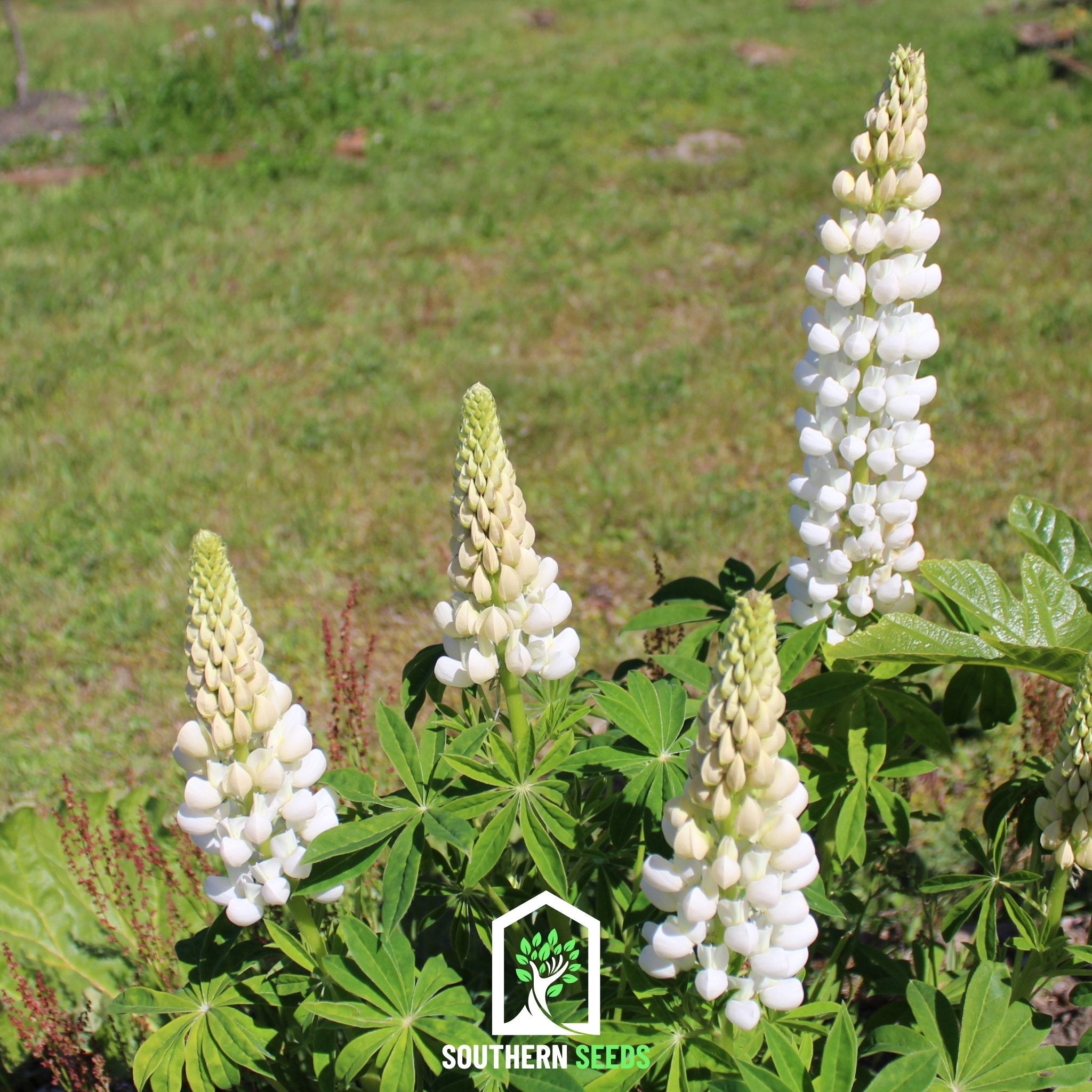 Lupine Russell, Noble Maiden (Lupinus polyphyllus) - 50 Seeds seed packet from Seed Therapy – American - grown, heirloom seeds